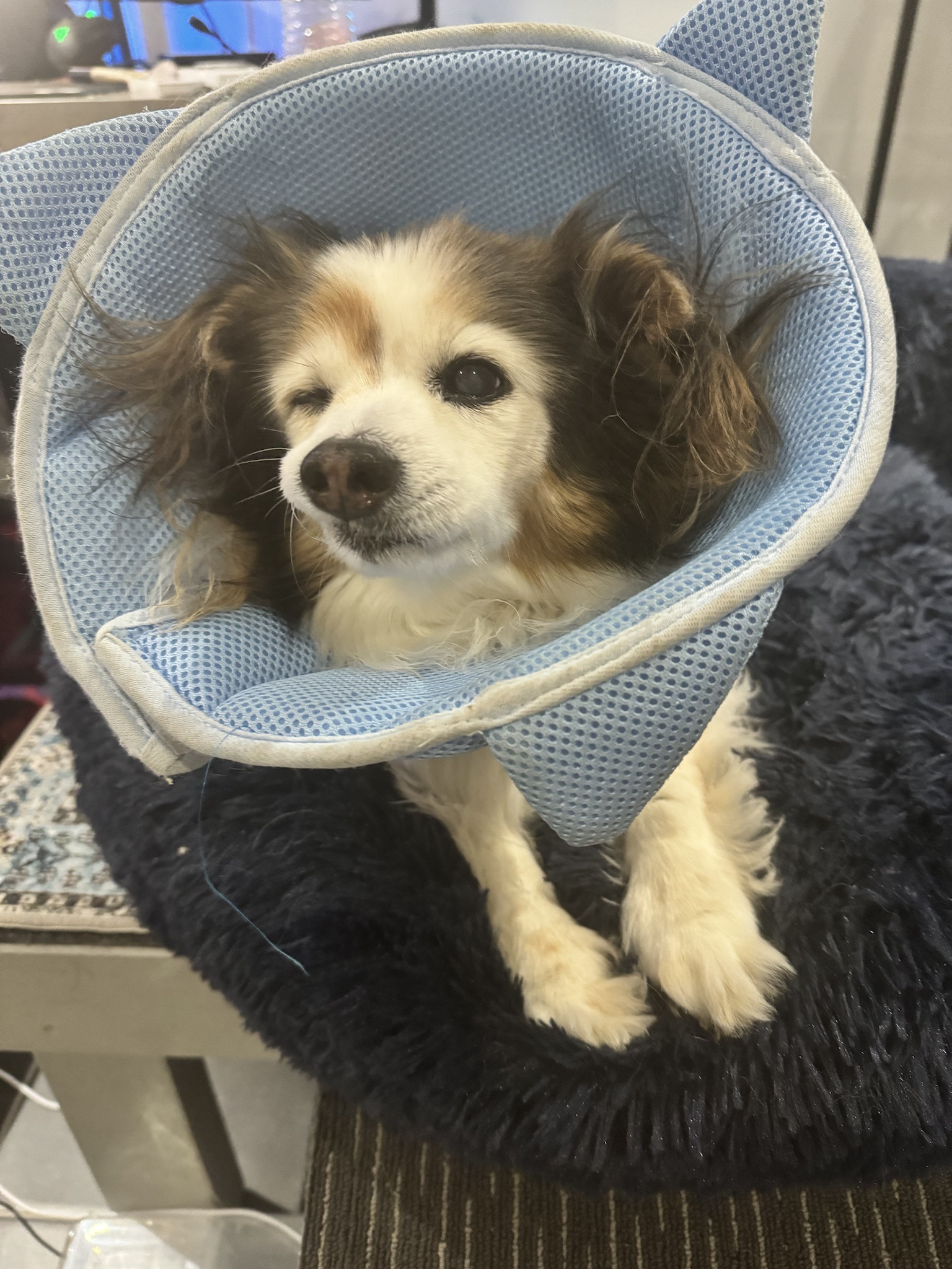 Daily Dose of Cutness: Meet My Dog Panko!