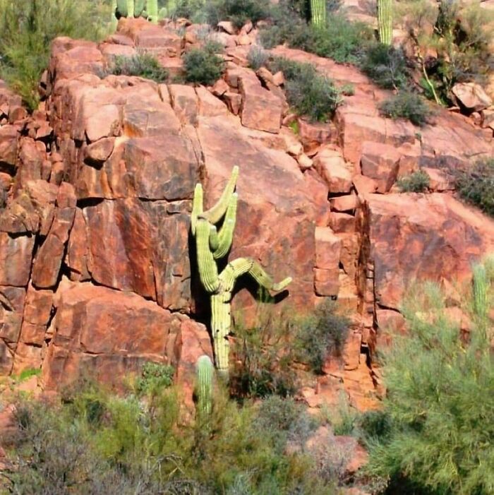 Once Again, Gary, You're Just a Cactus