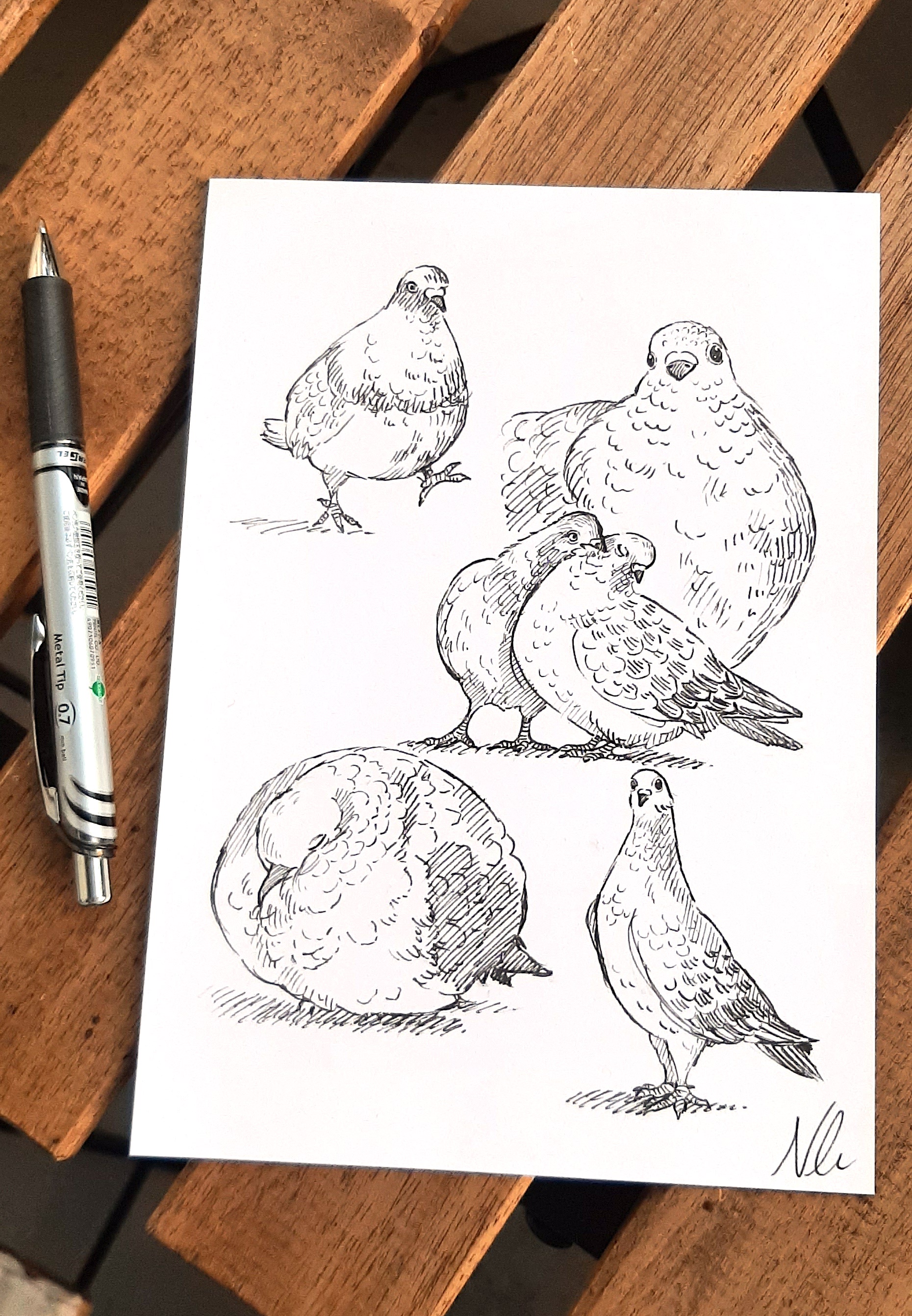 A Heartfelt Tribute to Our Feathered Friends: Pigeons