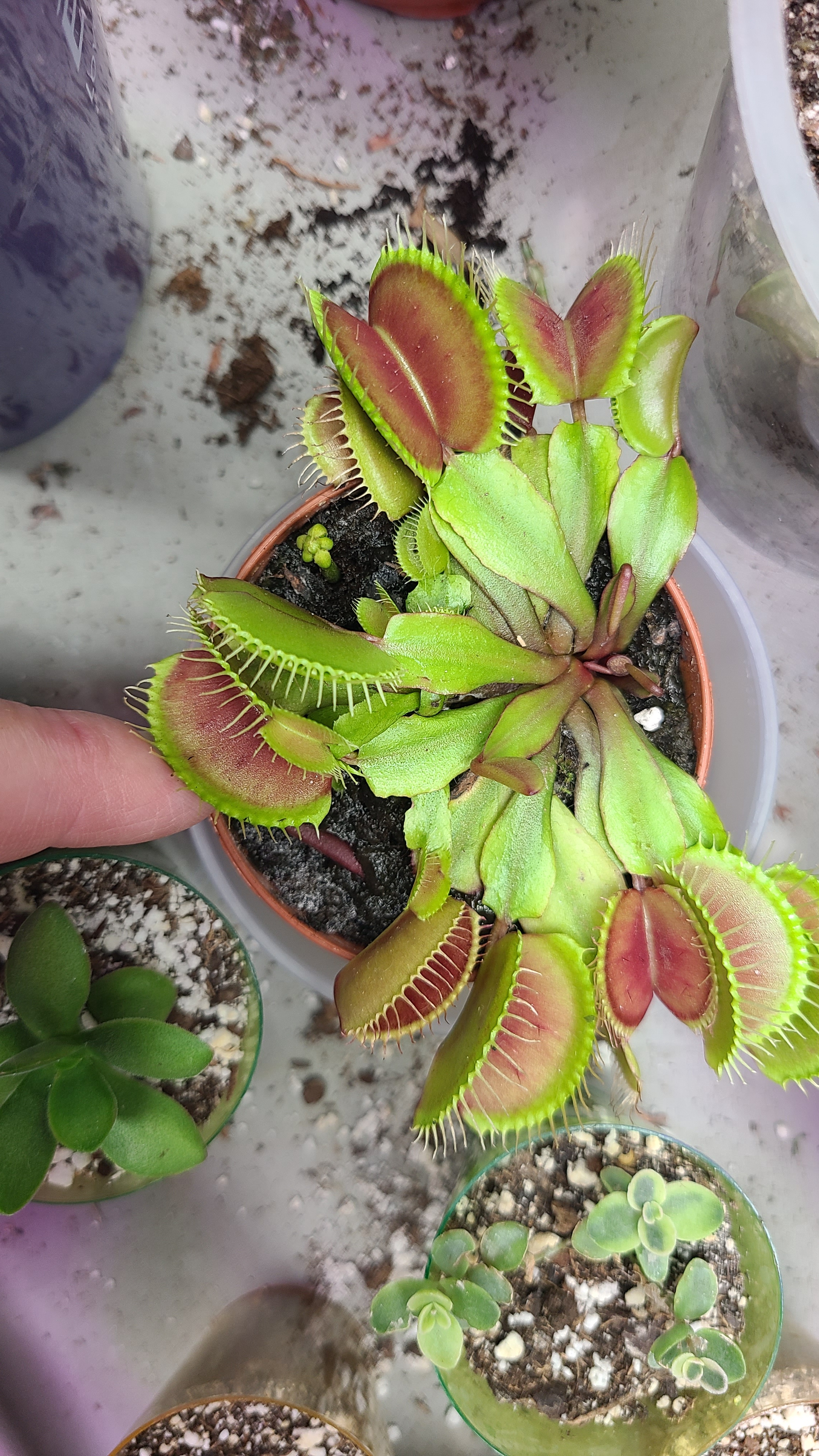 Introducing the stunning VFT flower prop!