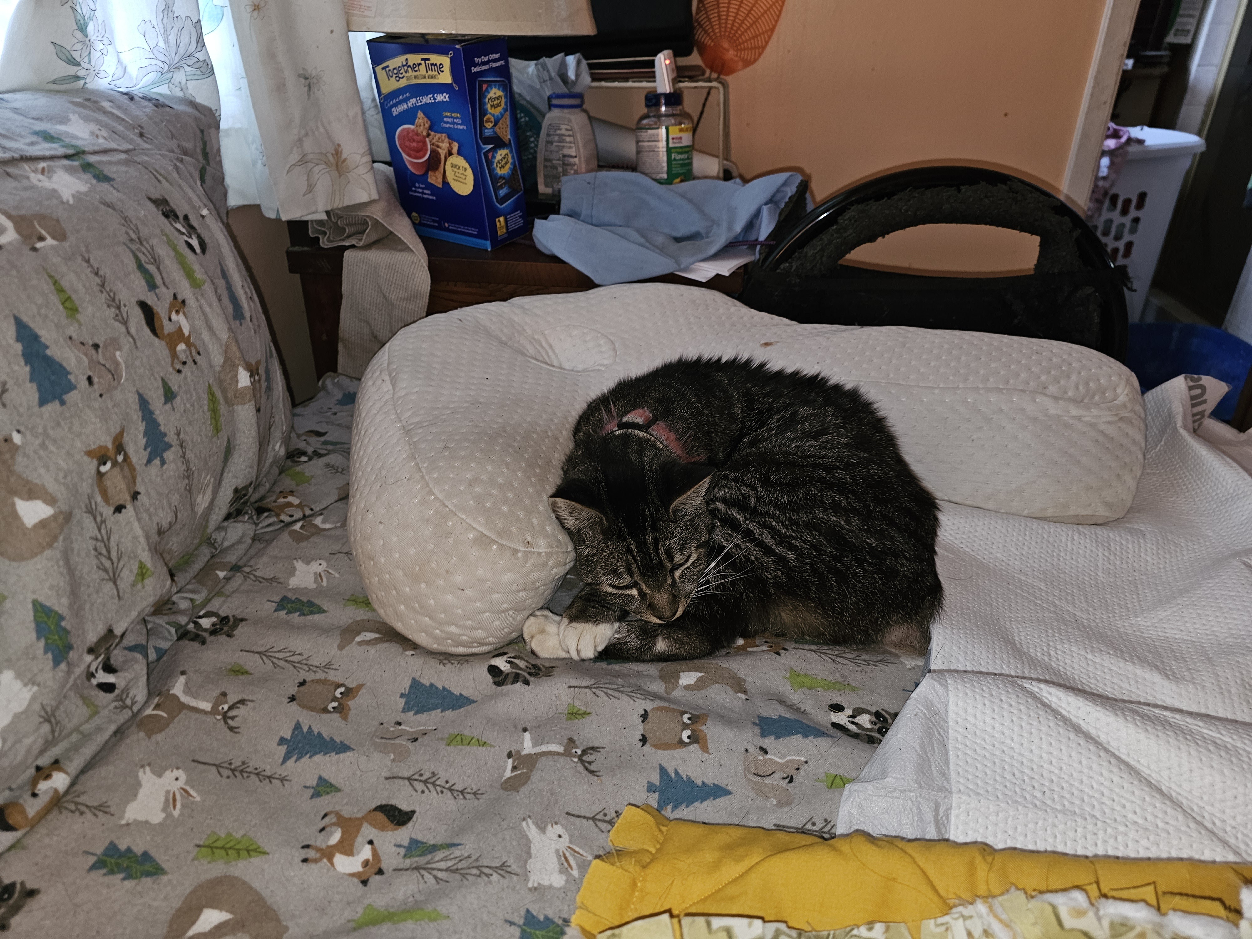 The Adorable Sleepy Cat Moment