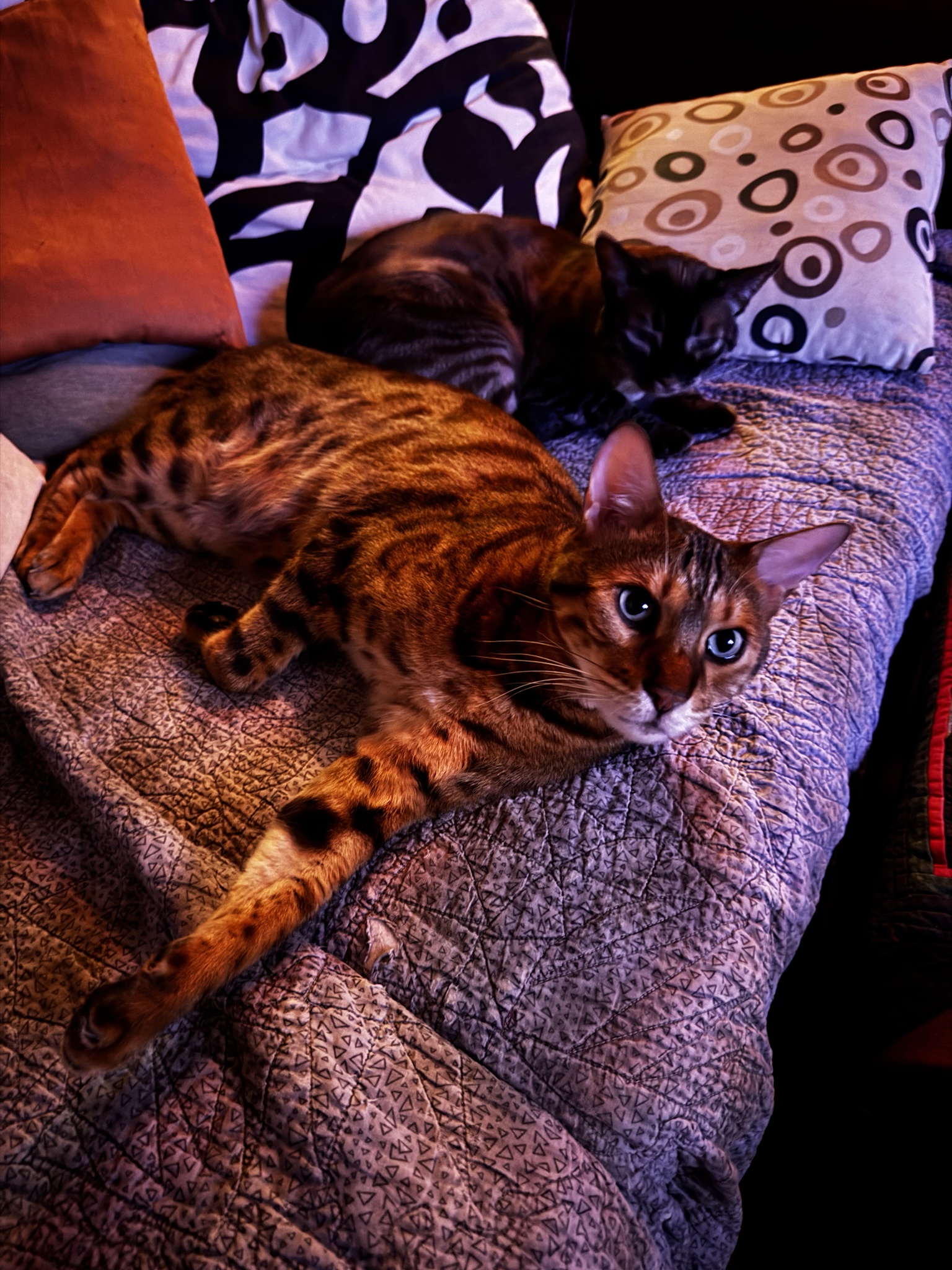 Caturday Cuteness: Meet Findus and Luci-fur
