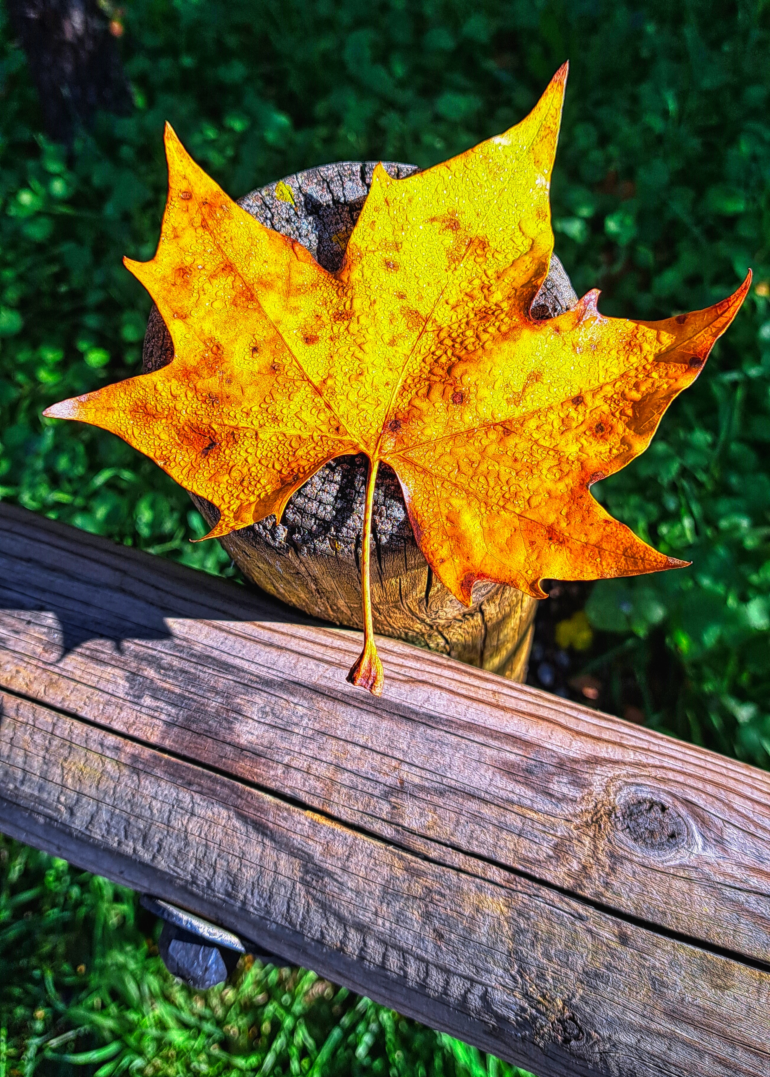 Poblet: A Beautiful Autumn Scene in Conca de Barberà