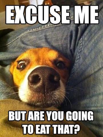 Hilarious Dog Memes That Will Make You Laugh Out Loud