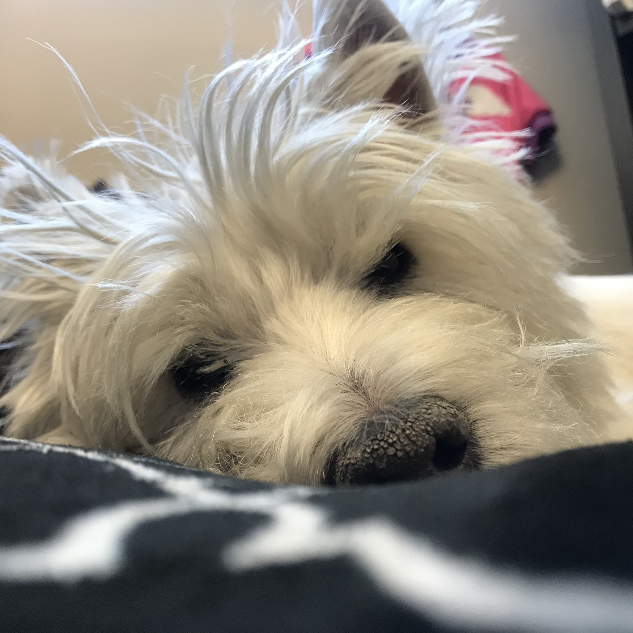 Honoring the Joyful Spirit of Lily Bella Every Single Day