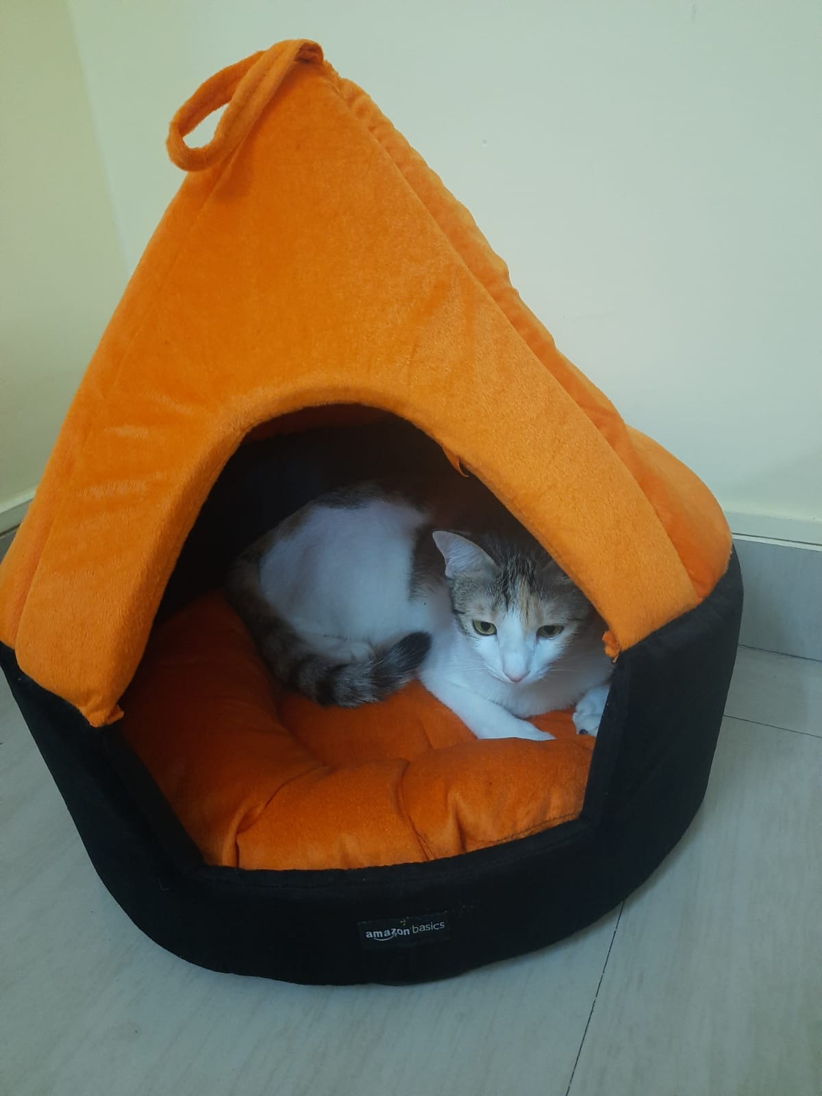 Meet Catto: The Queen of Her Cozy Crib