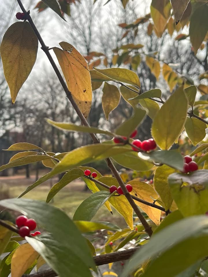 Delicious Berries: Nature's Sweet Treats