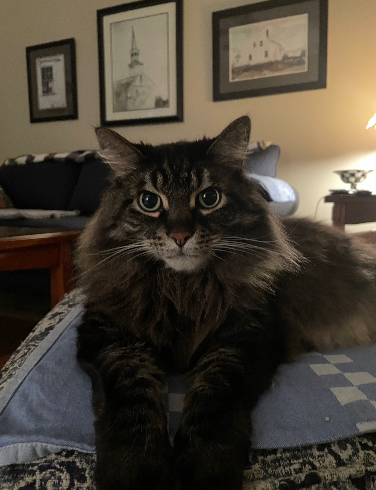 Joey's Ultimate Relaxation Mode: Just Chillin'
