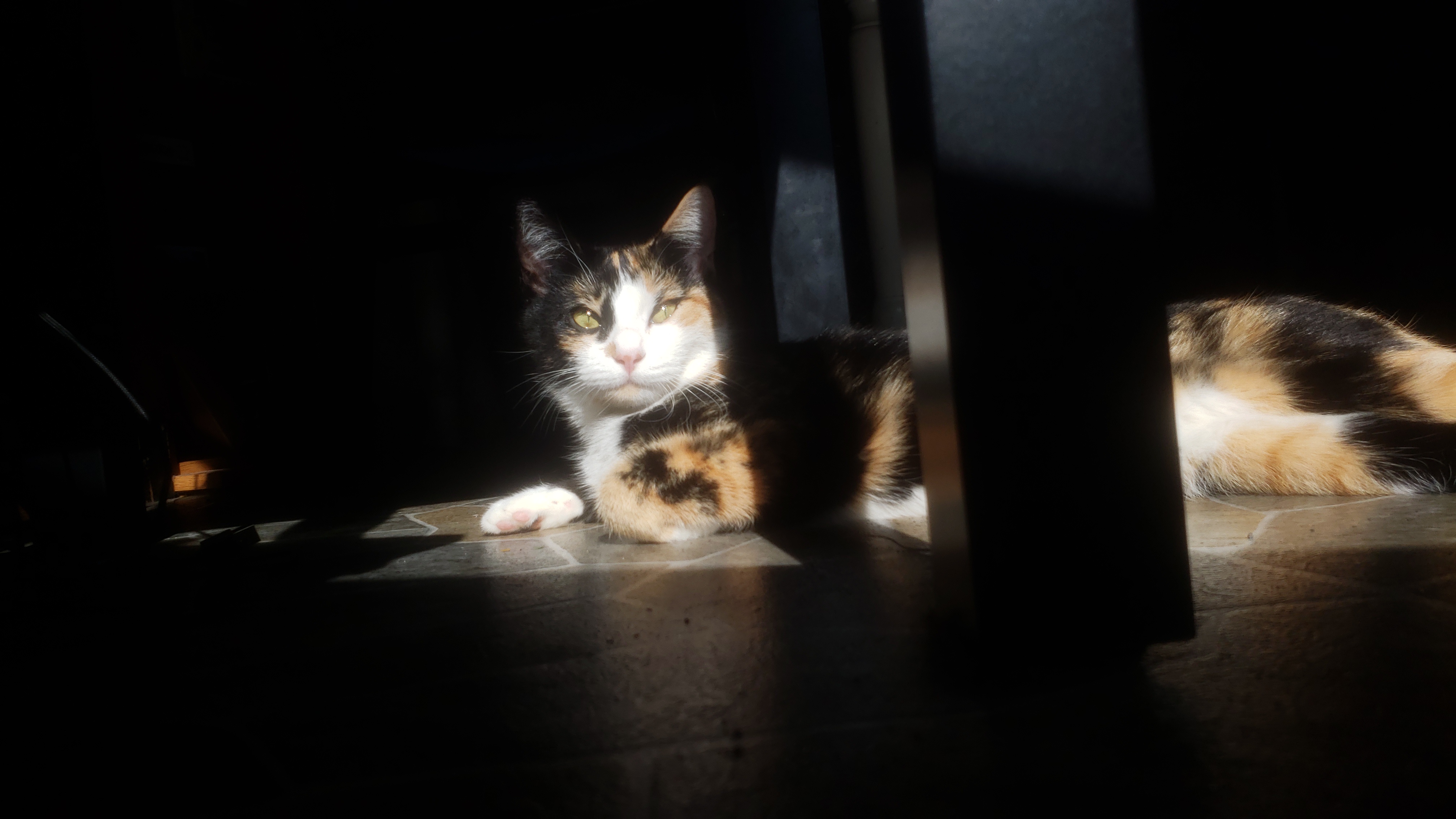 Meet My Rescued Miko Girl: A Precious Survivor from the Wildfires