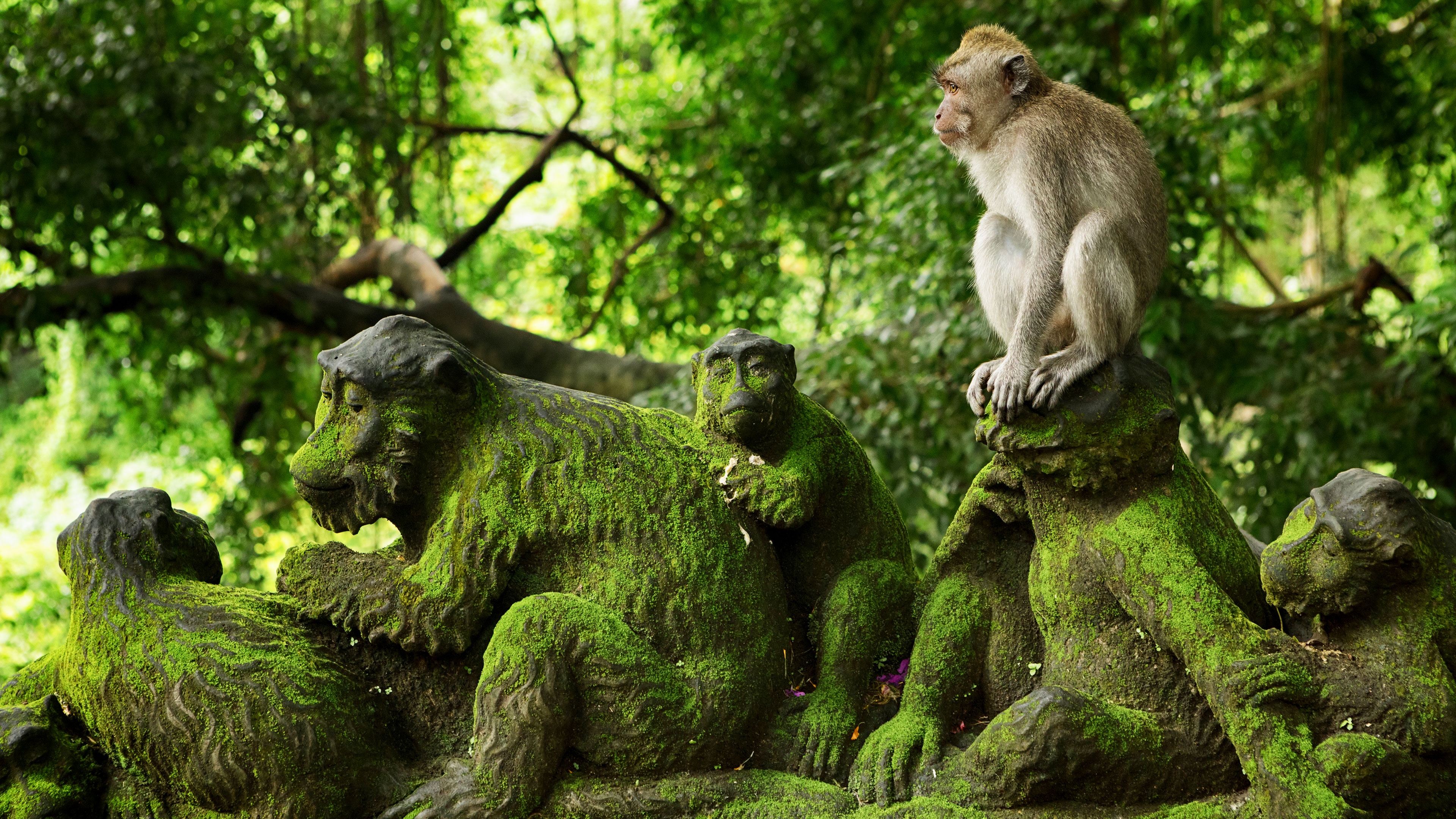 Exploring the Enchanting Monkey Forest