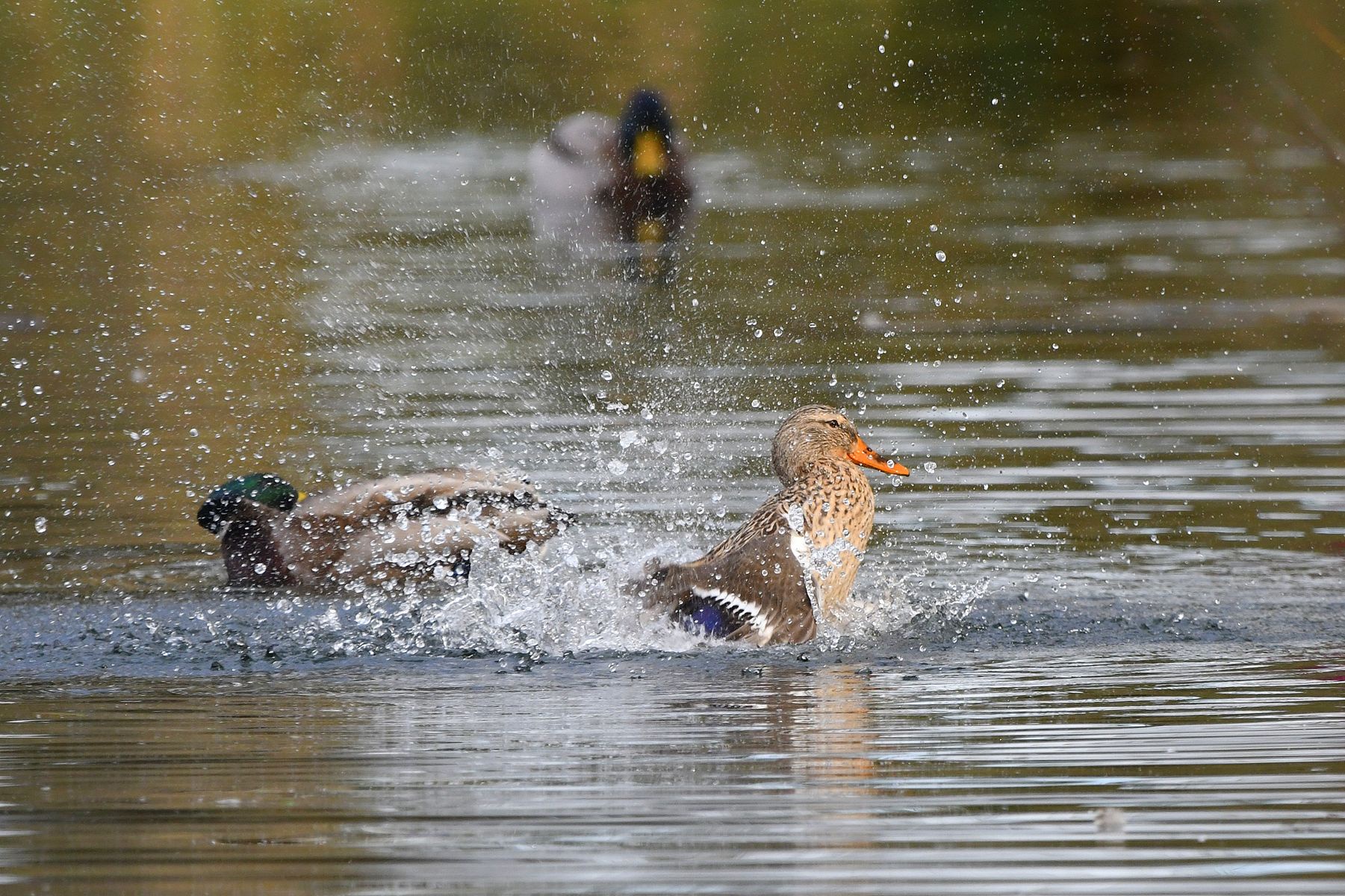 Splashing Around with Ducks in France (Vienne, 01/25)