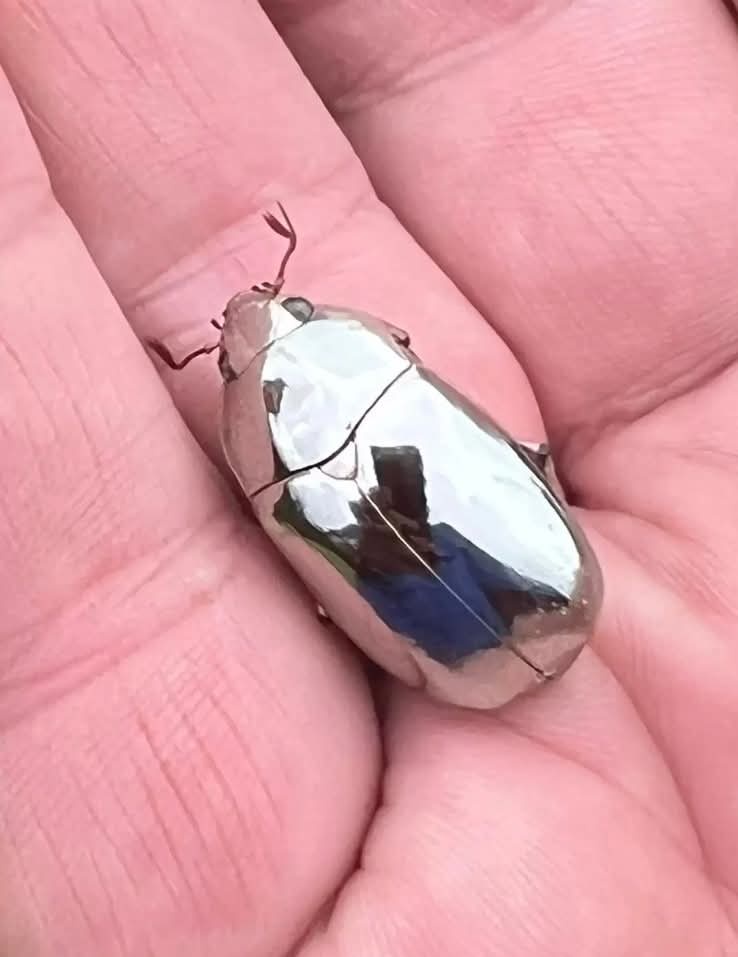 Man Discovers a Stunning Beetle That Looks Too Good to Be True... O_o!!