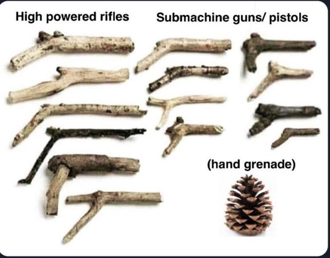 As a Proud Member of Team Acorn, I Still Appreciate a Good Pinecone.