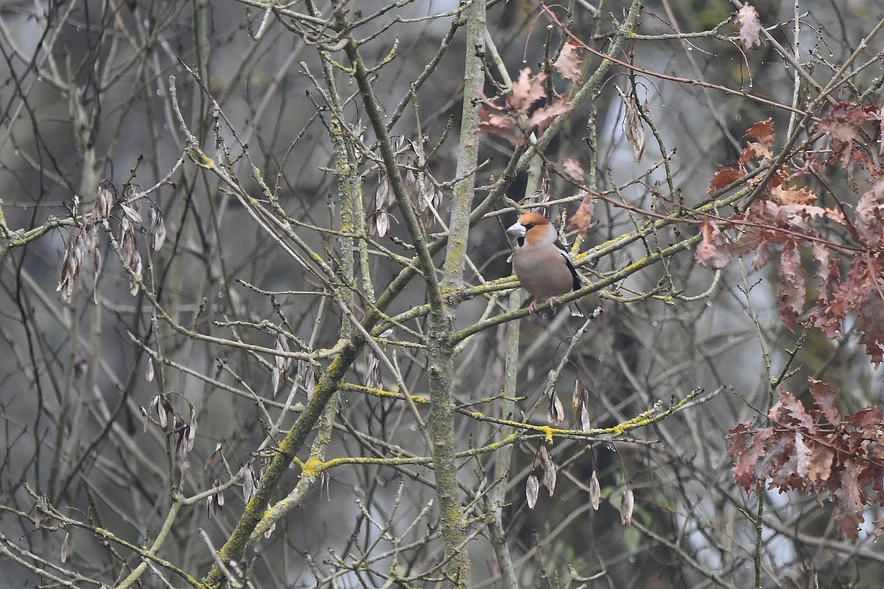 The Grosbeak: A Unique Bird from Vienne, France (02/25)