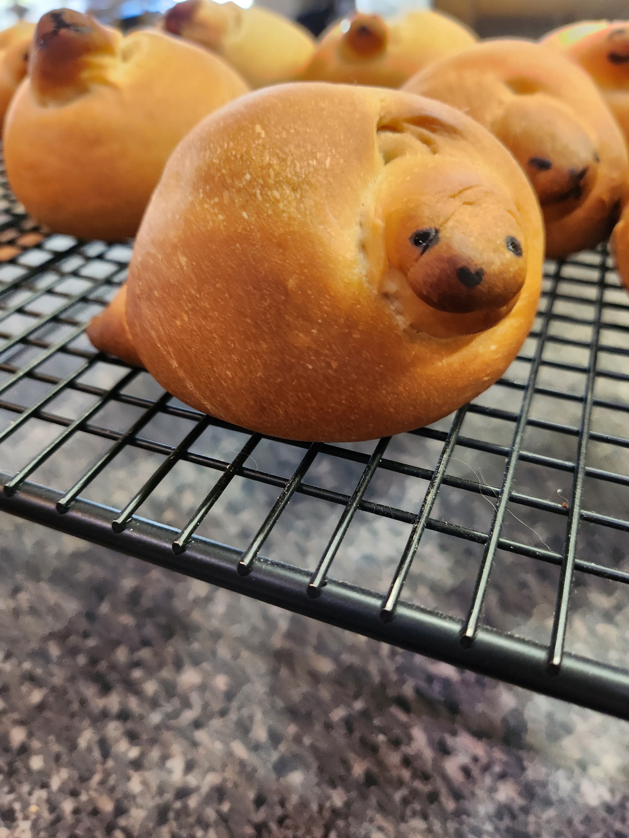 A Friendly Reminder: Please Don't Eat the Seals!