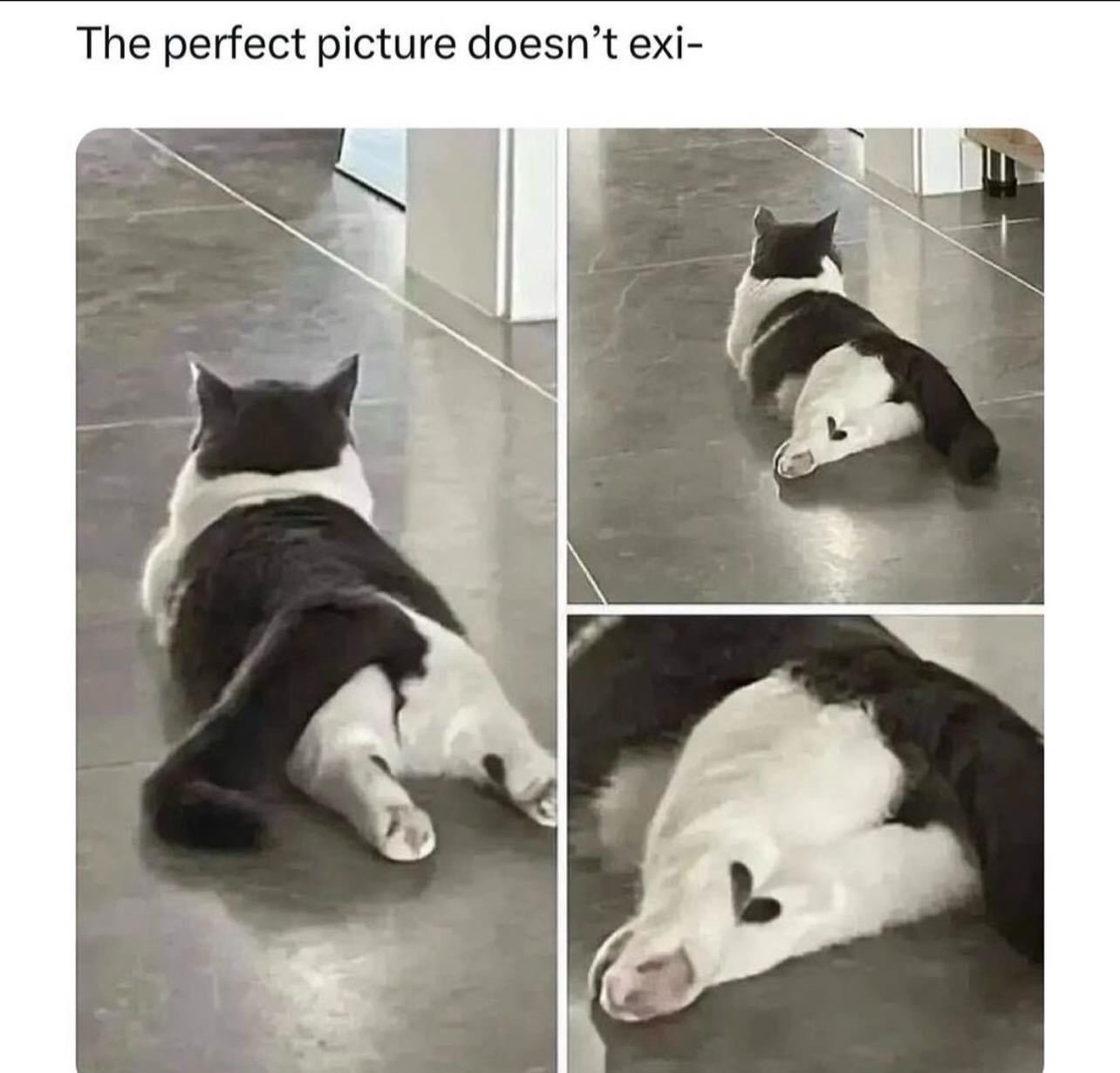 A Collection of Memes for Your Dissociative Scrolling Enjoyment