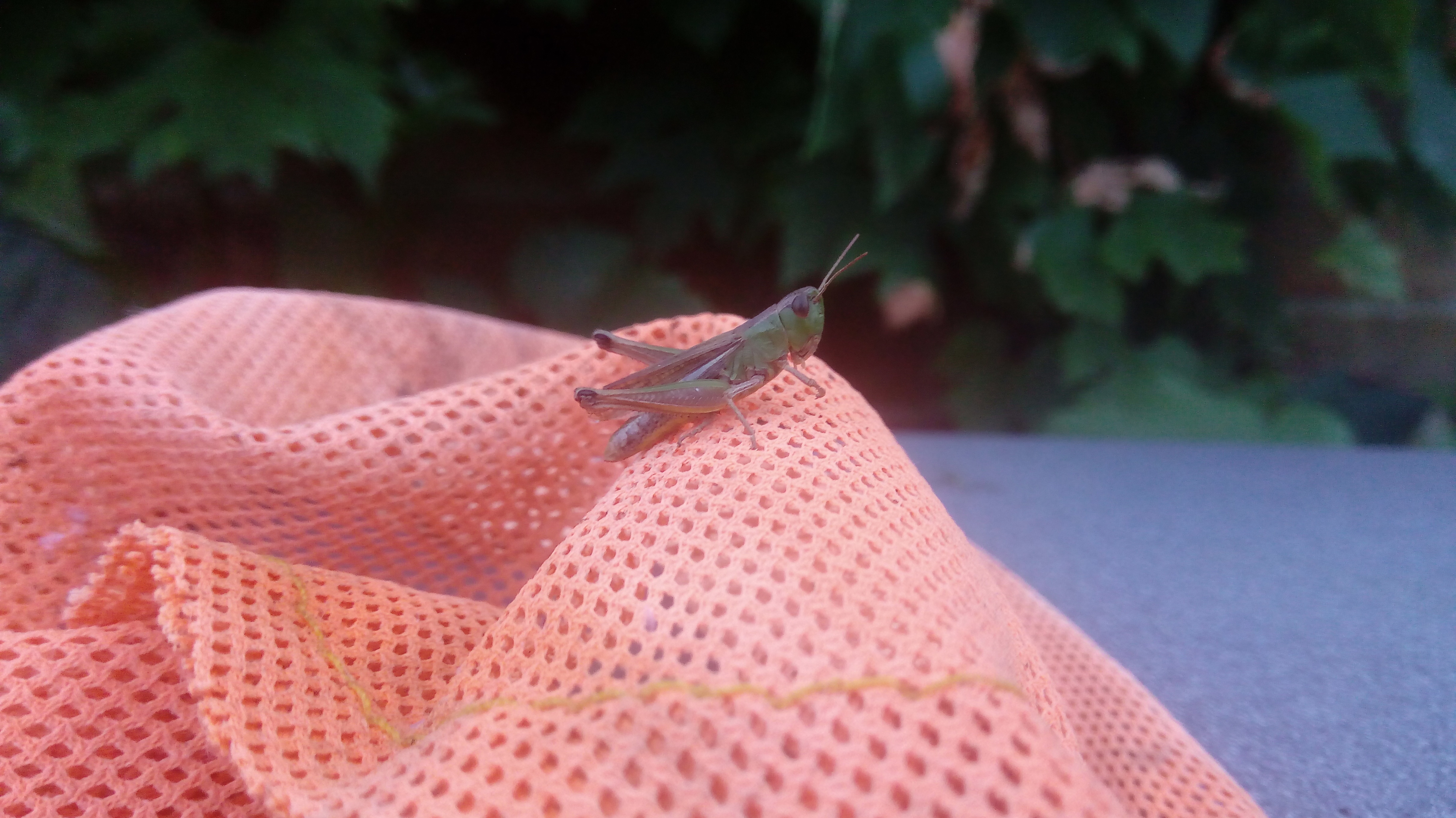 Unexpected Summer Guest