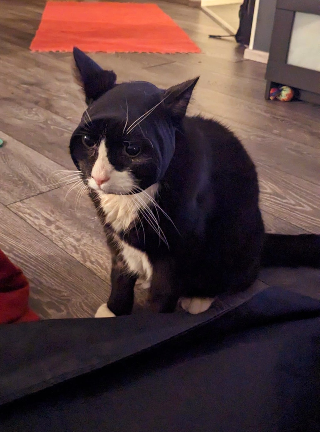 Meet Catman: The Feline Superhero We Didn't Know We Needed