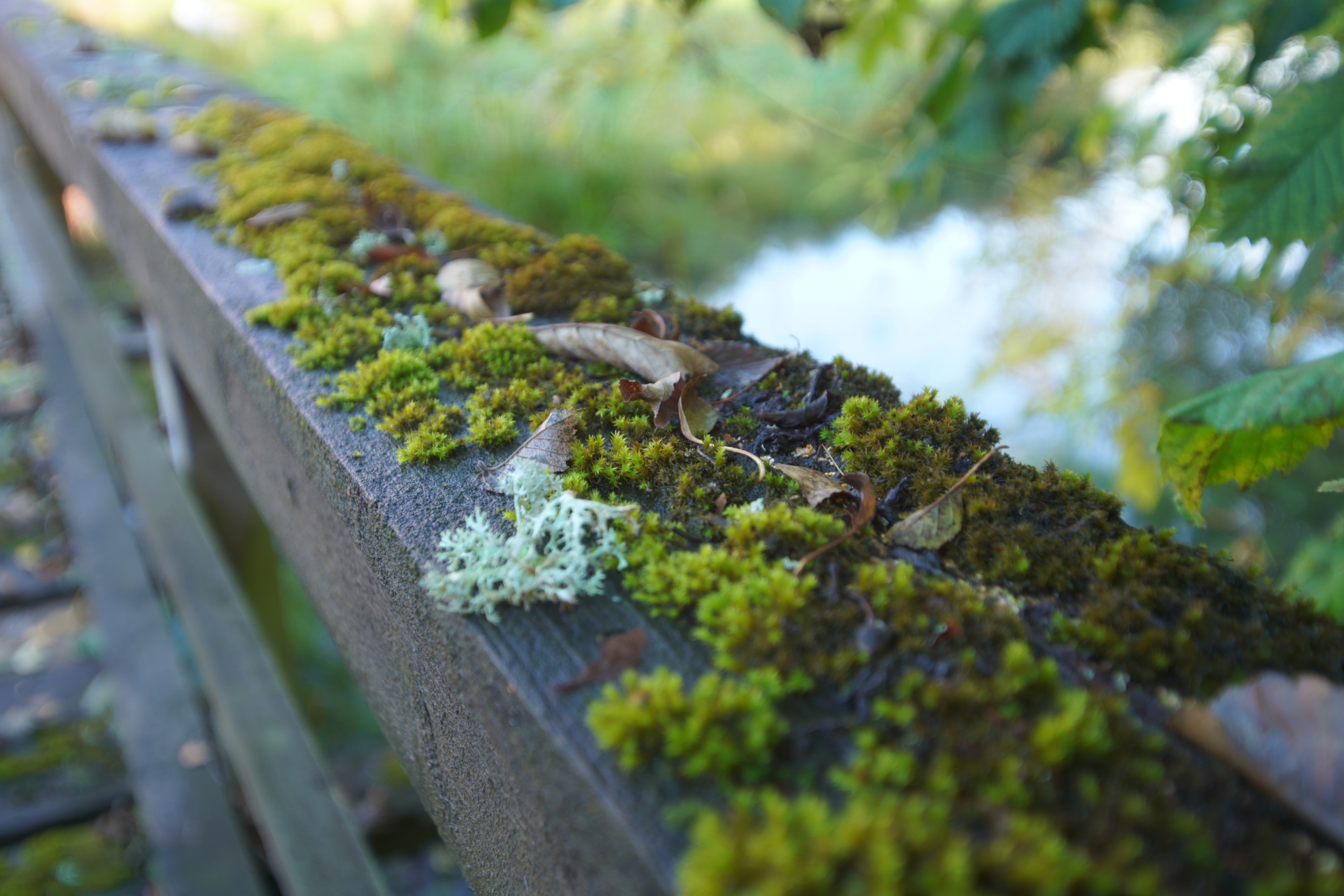 Crossing the Bridge: A Journey to New Horizons