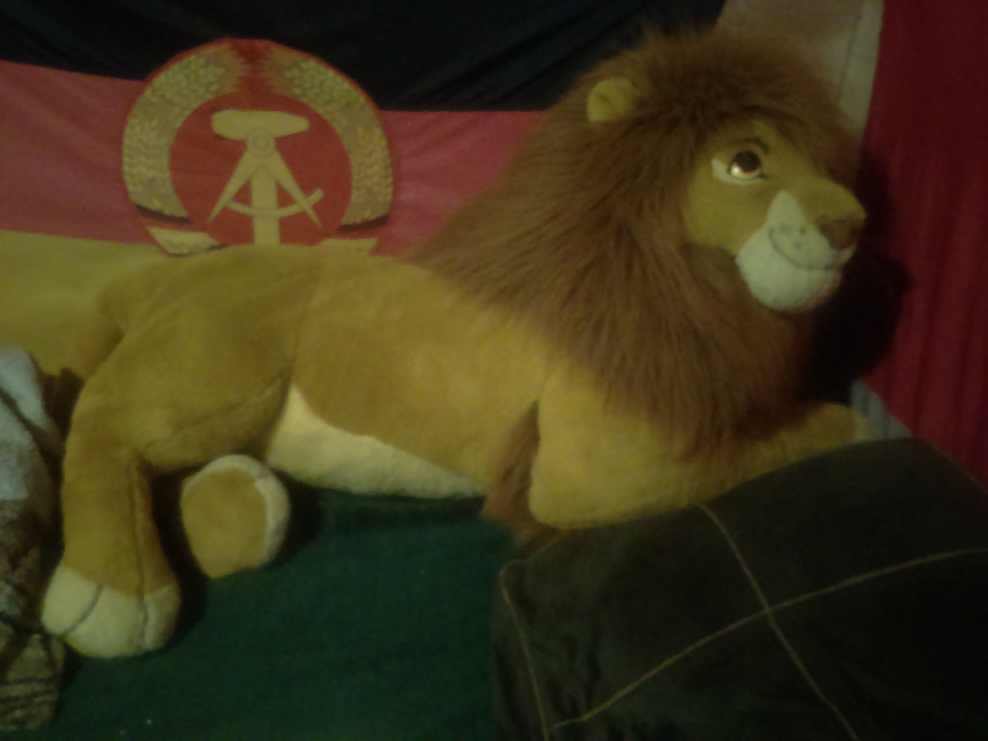 Behold my enormous adult Simba!