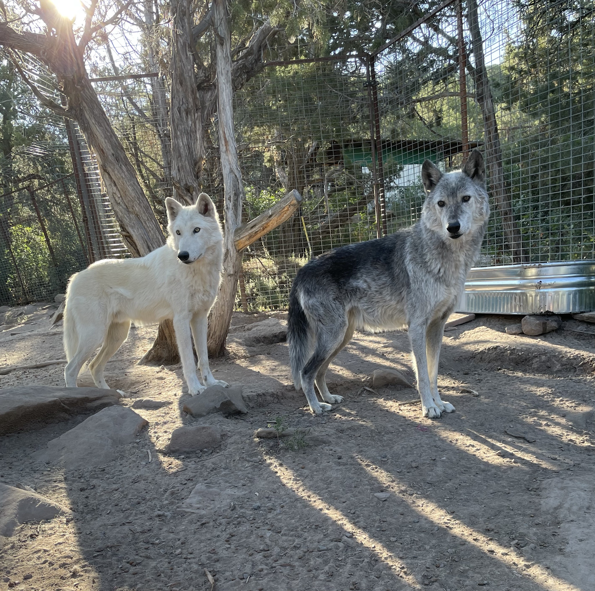 Juda and Nyx have officially joined Team Acorn!