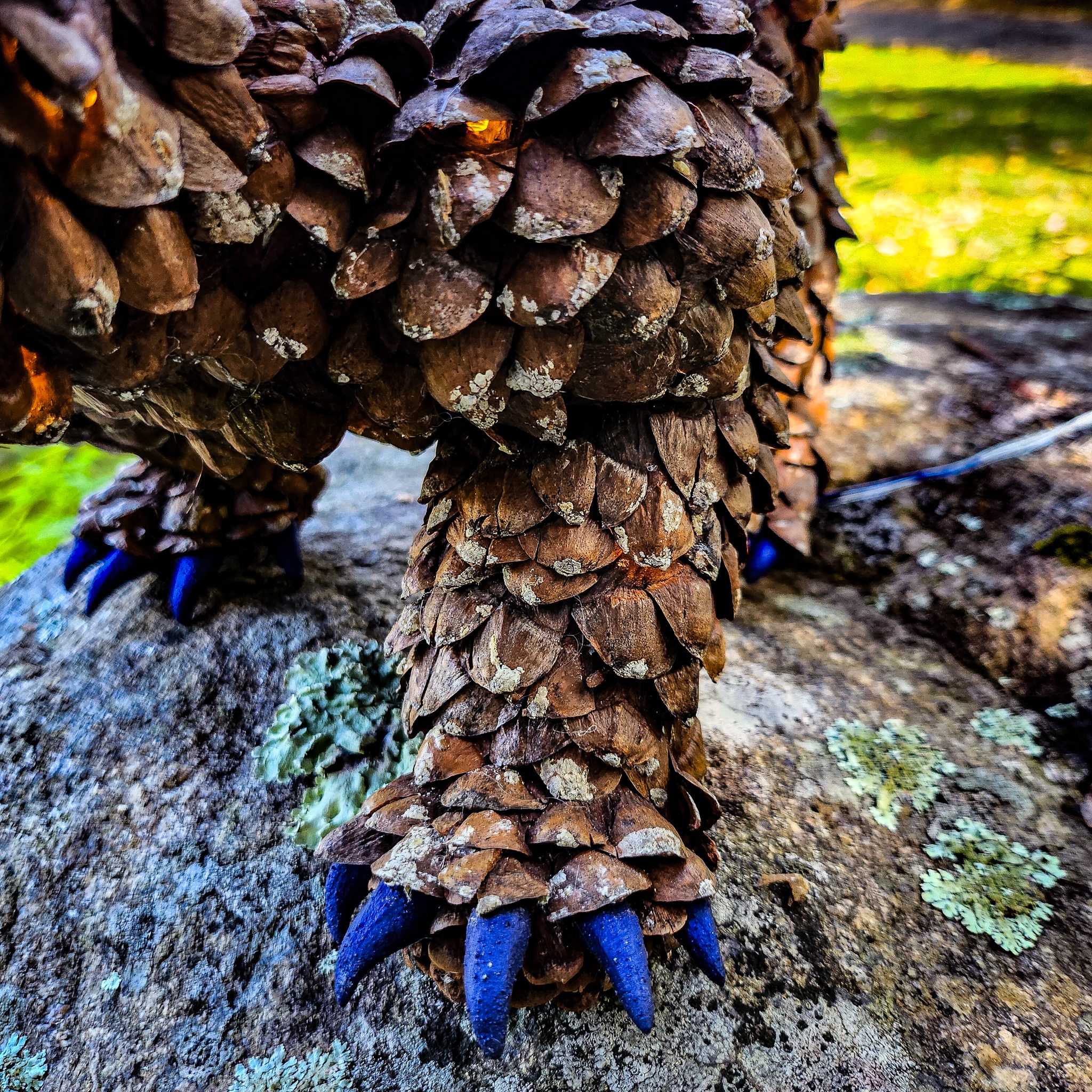 Embracing My Inner Pinecone!