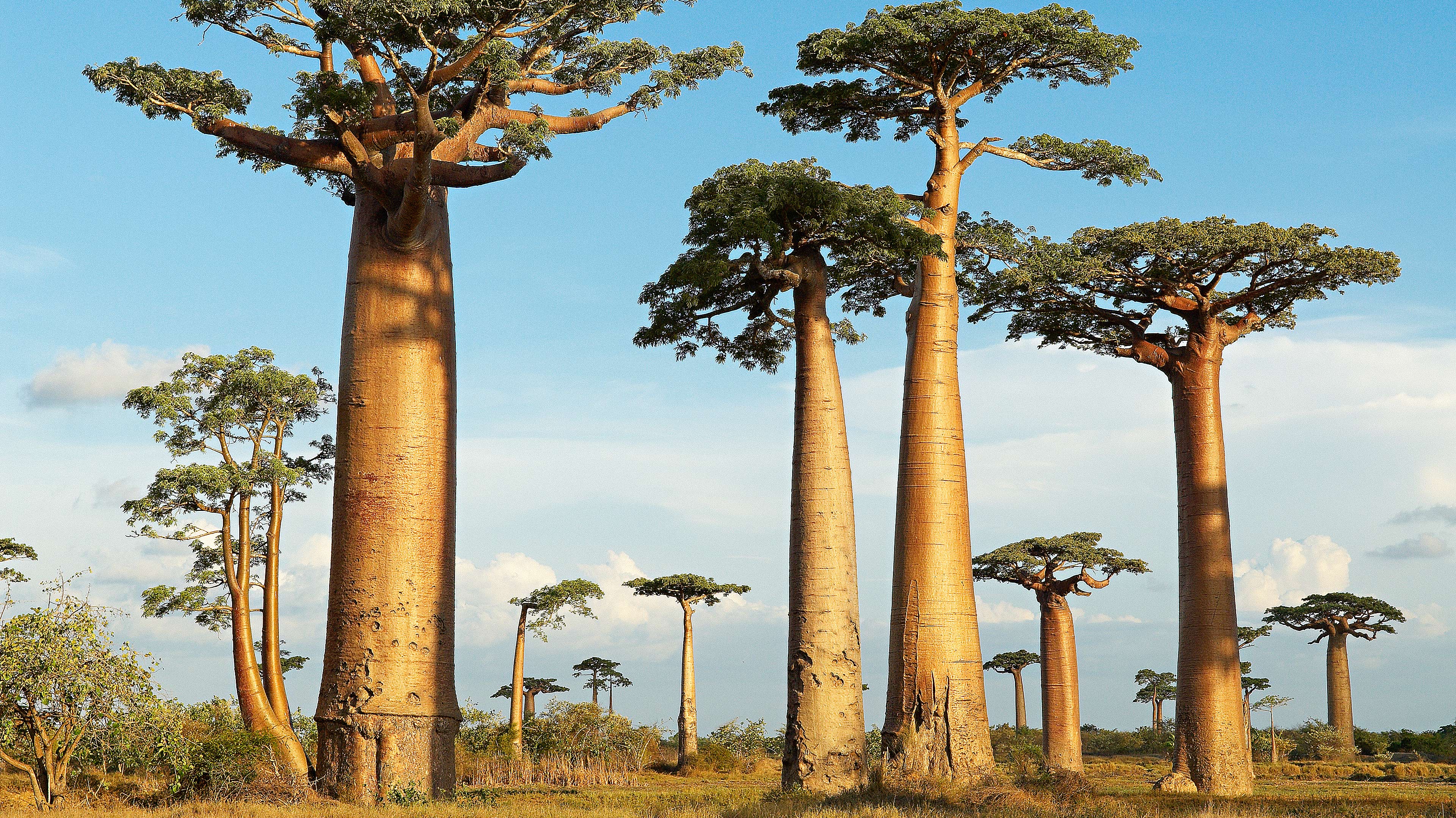 Baobabs: The Majestic Trees of the World