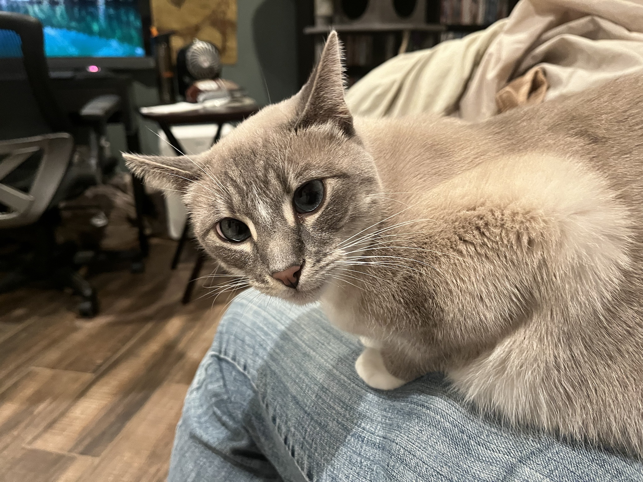 Daily Dose of Ivy: Cat Chronicles Day 326