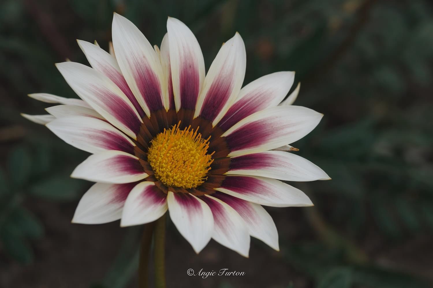 A Beautiful Bloom: Nature's Artistry