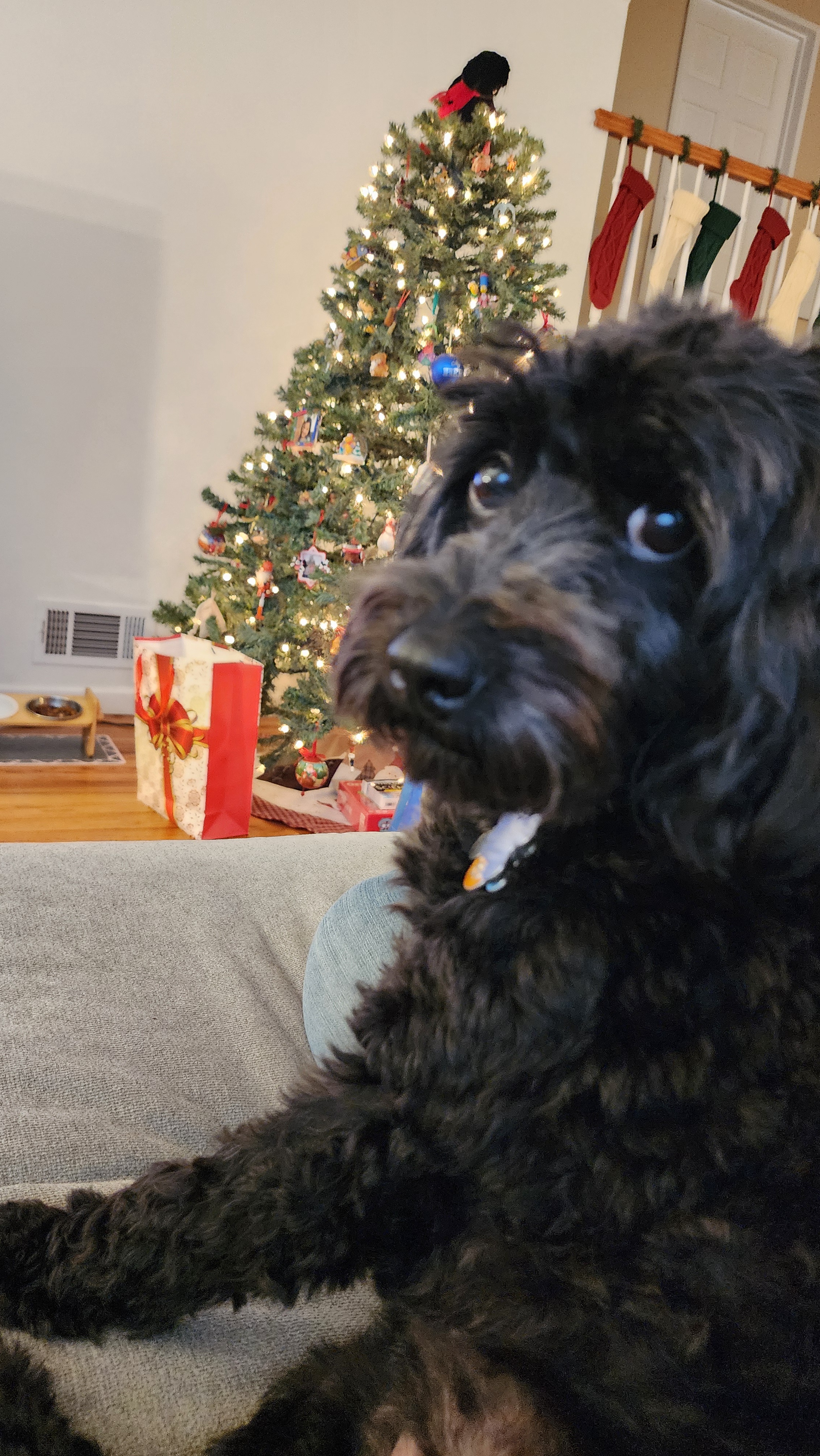 No selfies for me, but here's to Millie! Merry Christmas and Happy Holidays to all!