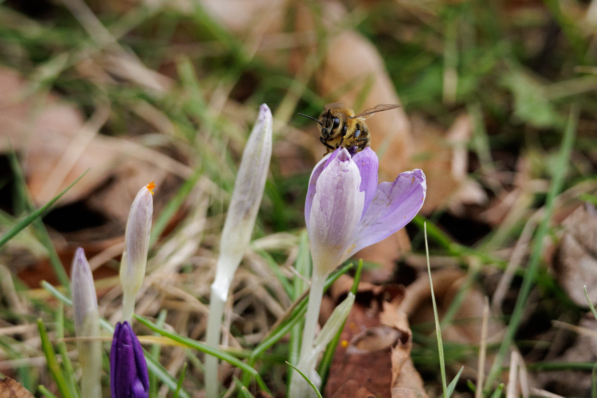 Nature Moment #89: The First Bee of the Year on Crocus