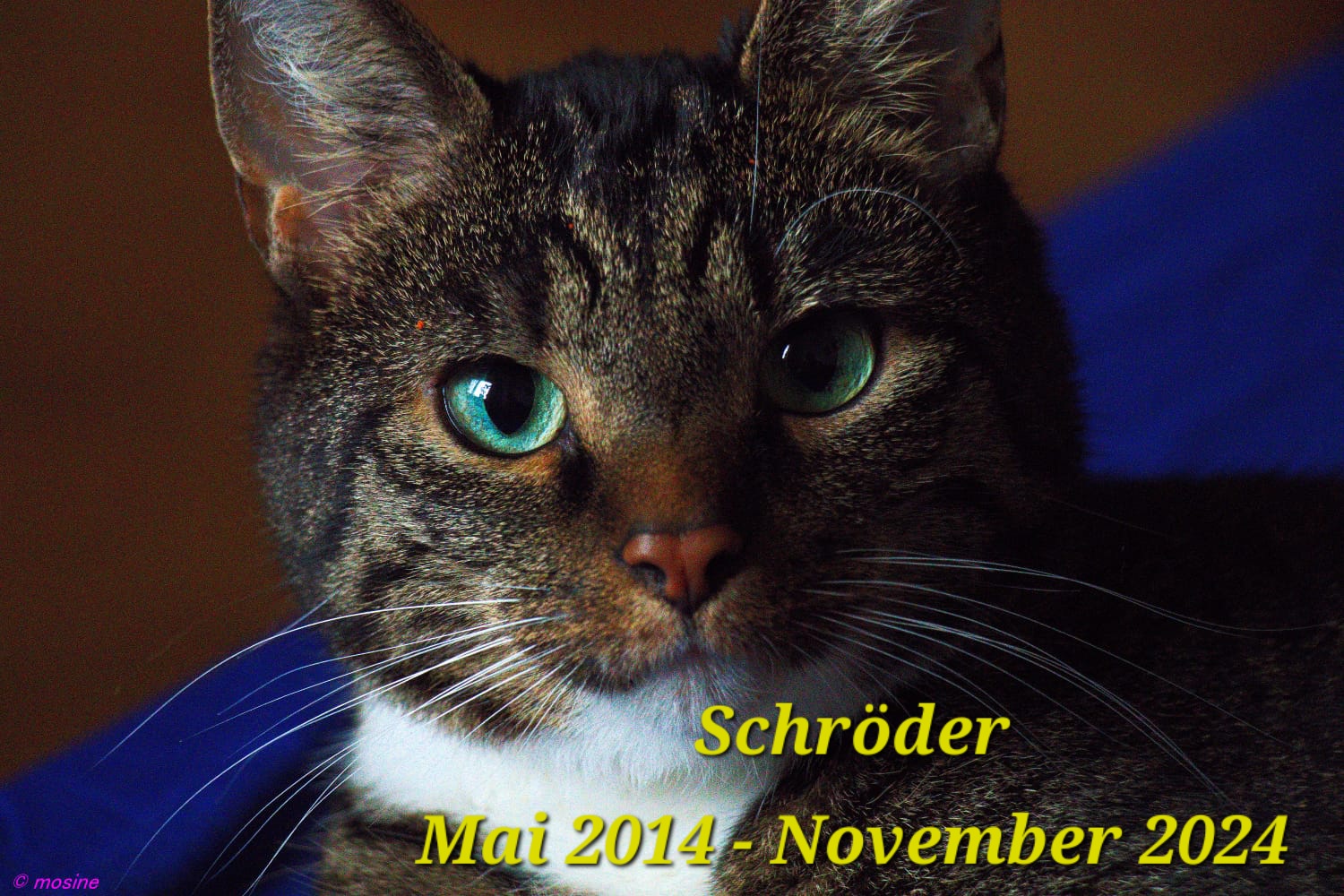 Remembering My Beloved Cat Schröder: Forever in My Heart