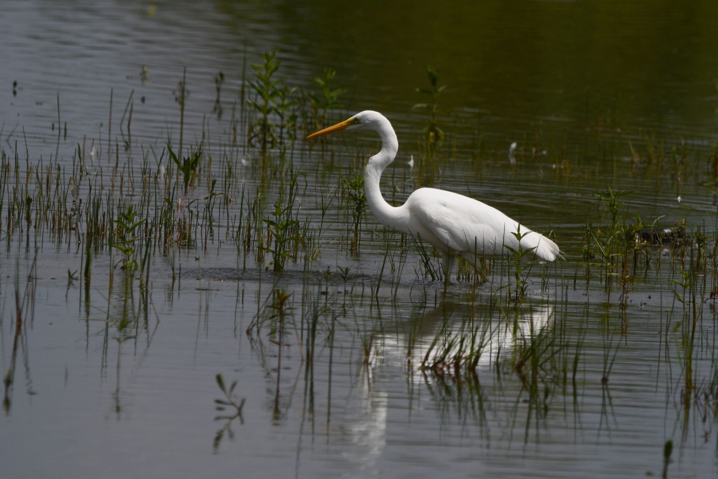 A stunning Grande Aigrette captured in Vienne, France!