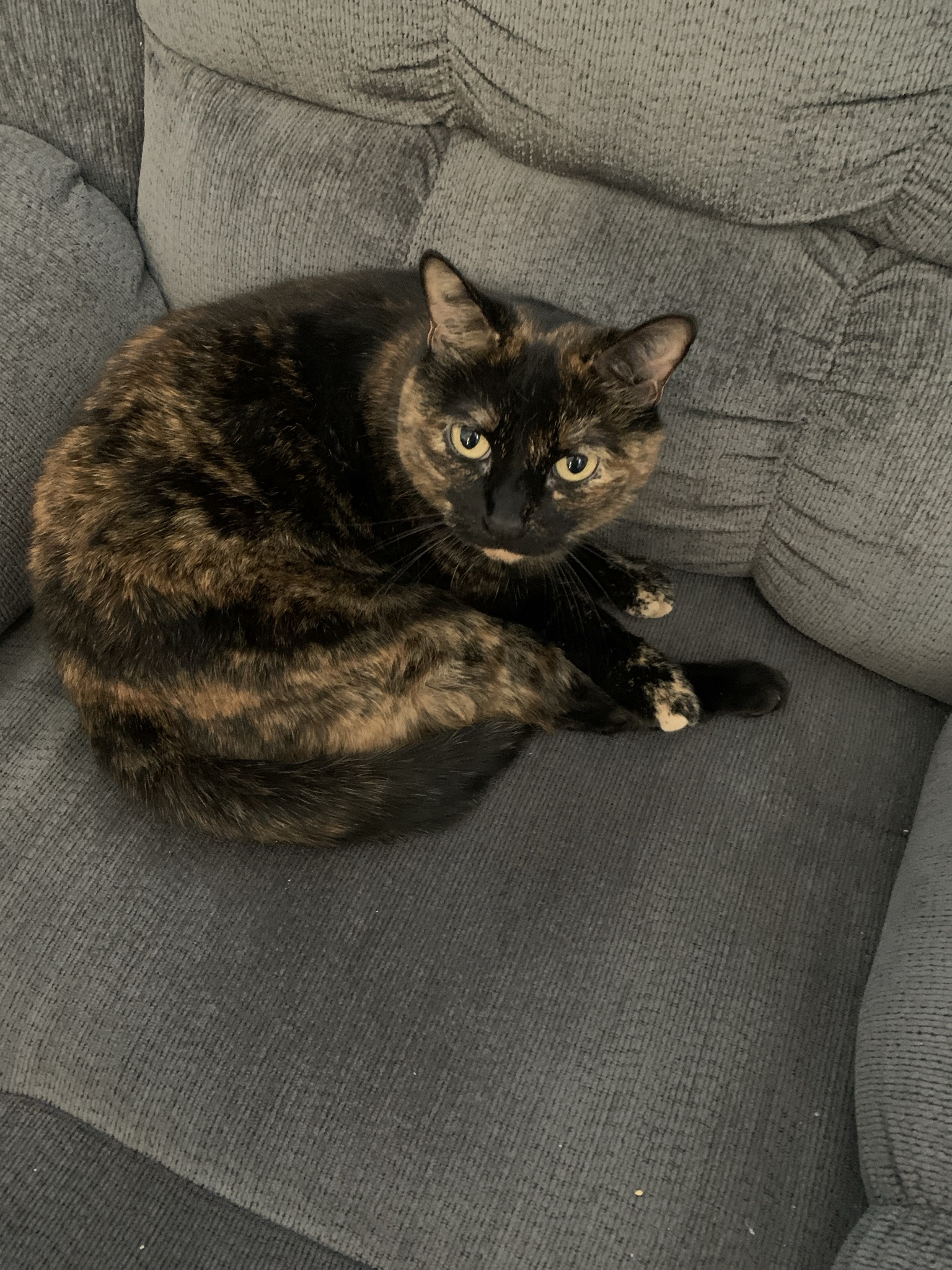 Introducing Zoey: The Star of the Show