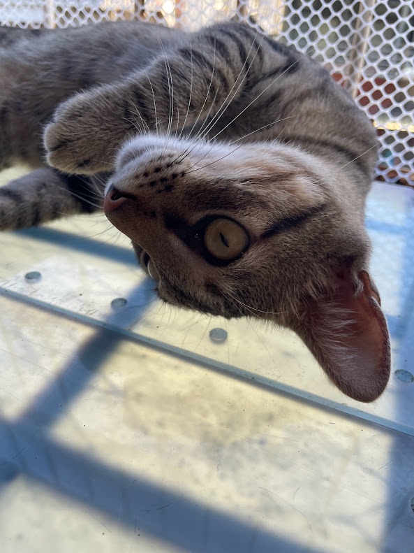More Cat Cuteness Overload