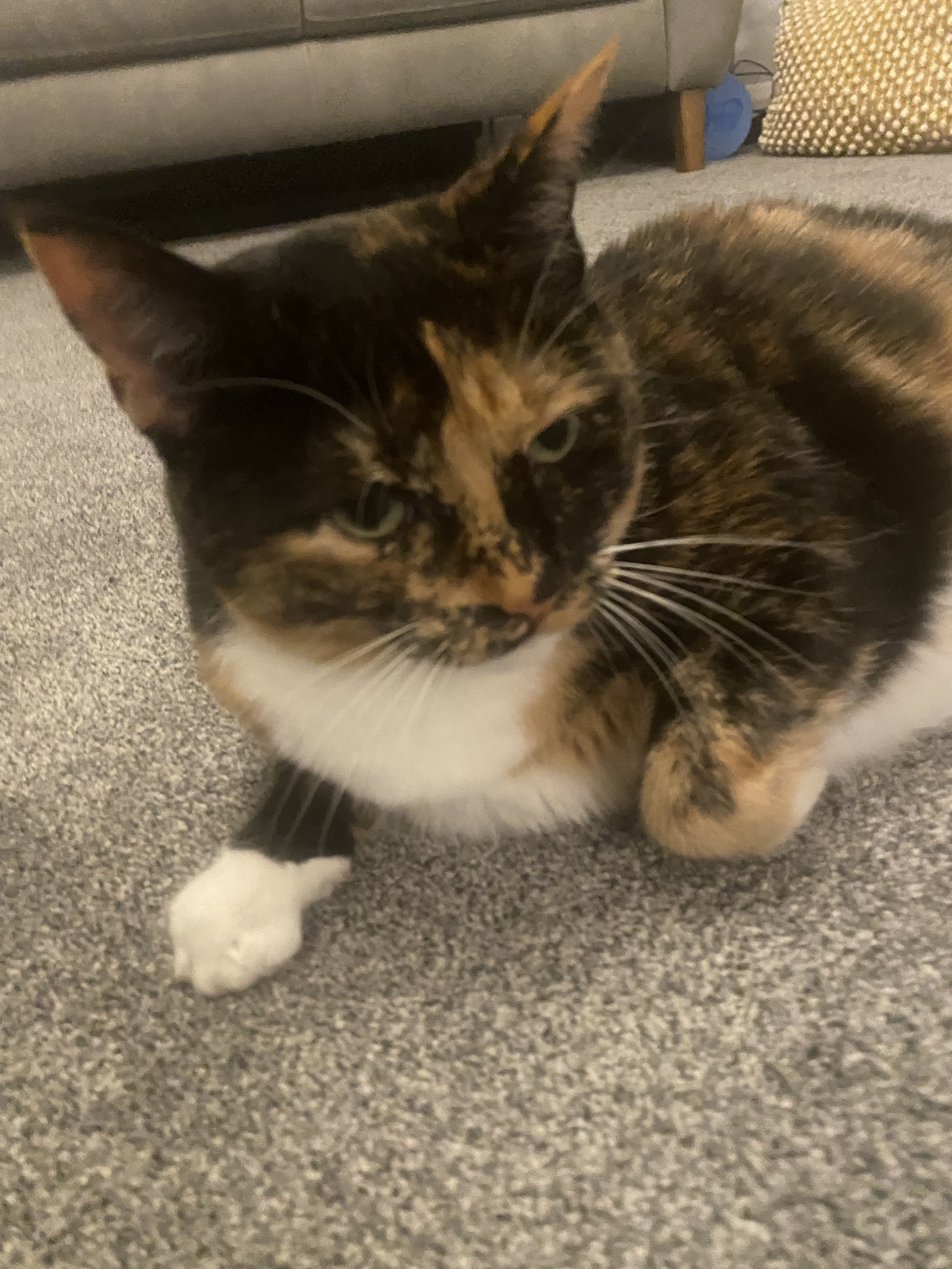 Crumble’s Daily Snapshot: A Glimpse into Life
