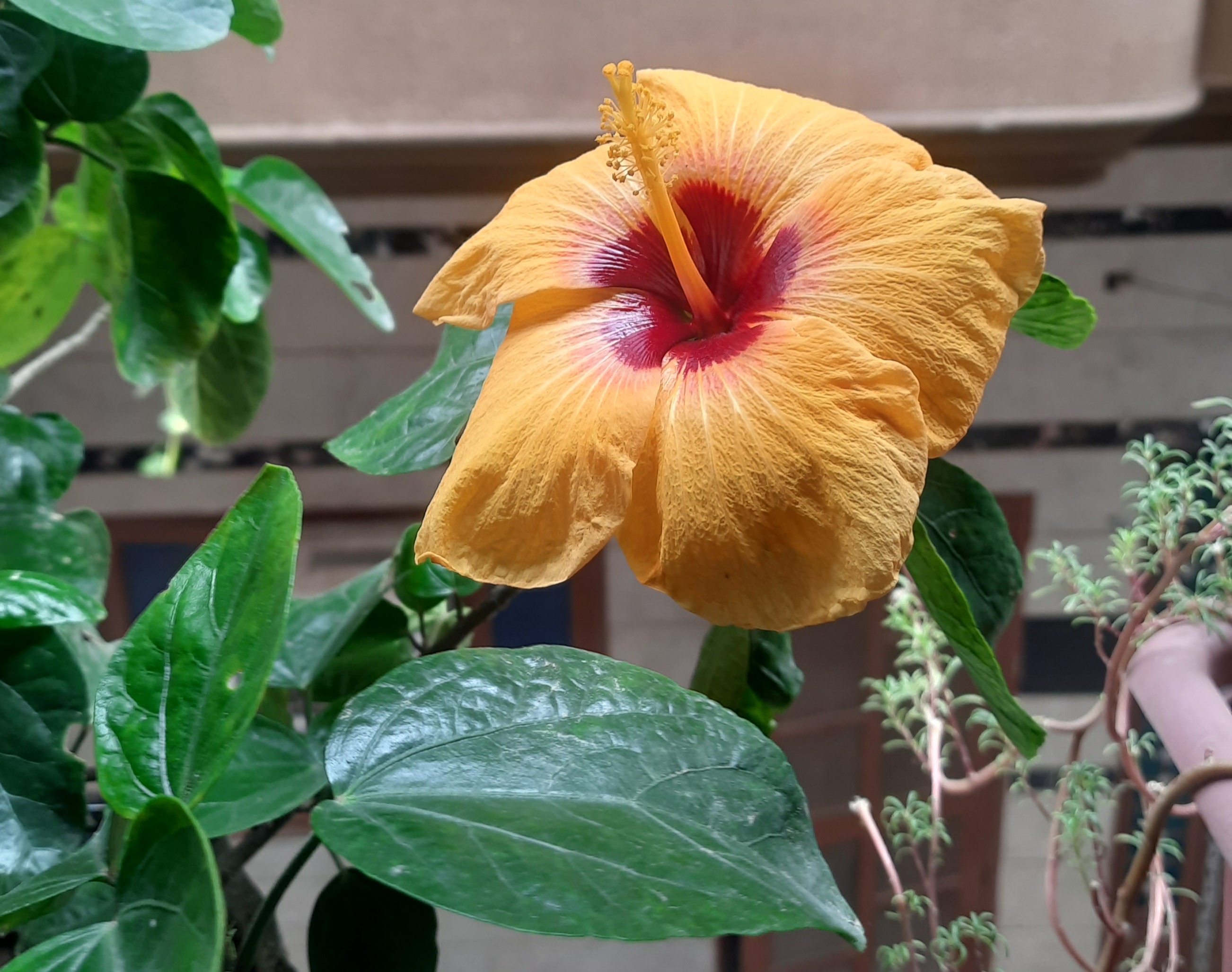 The Beauty of Yellow Hibiscus