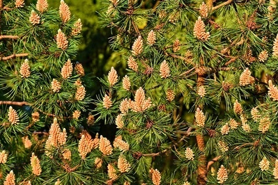 So Many Tiny Pinecones: Nature's Little Treasures