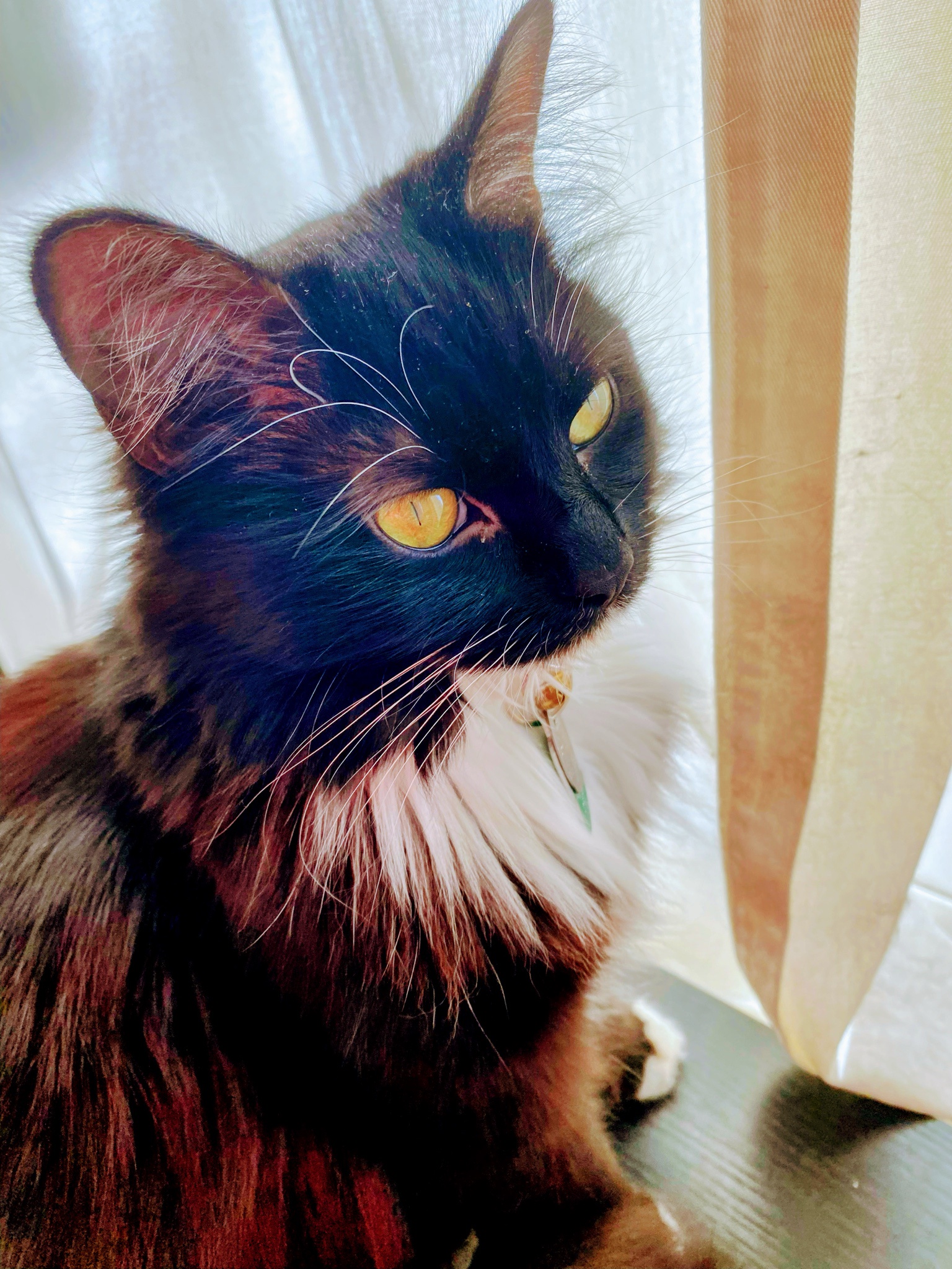 Her Vibrant Colors Shine in the Sunlight