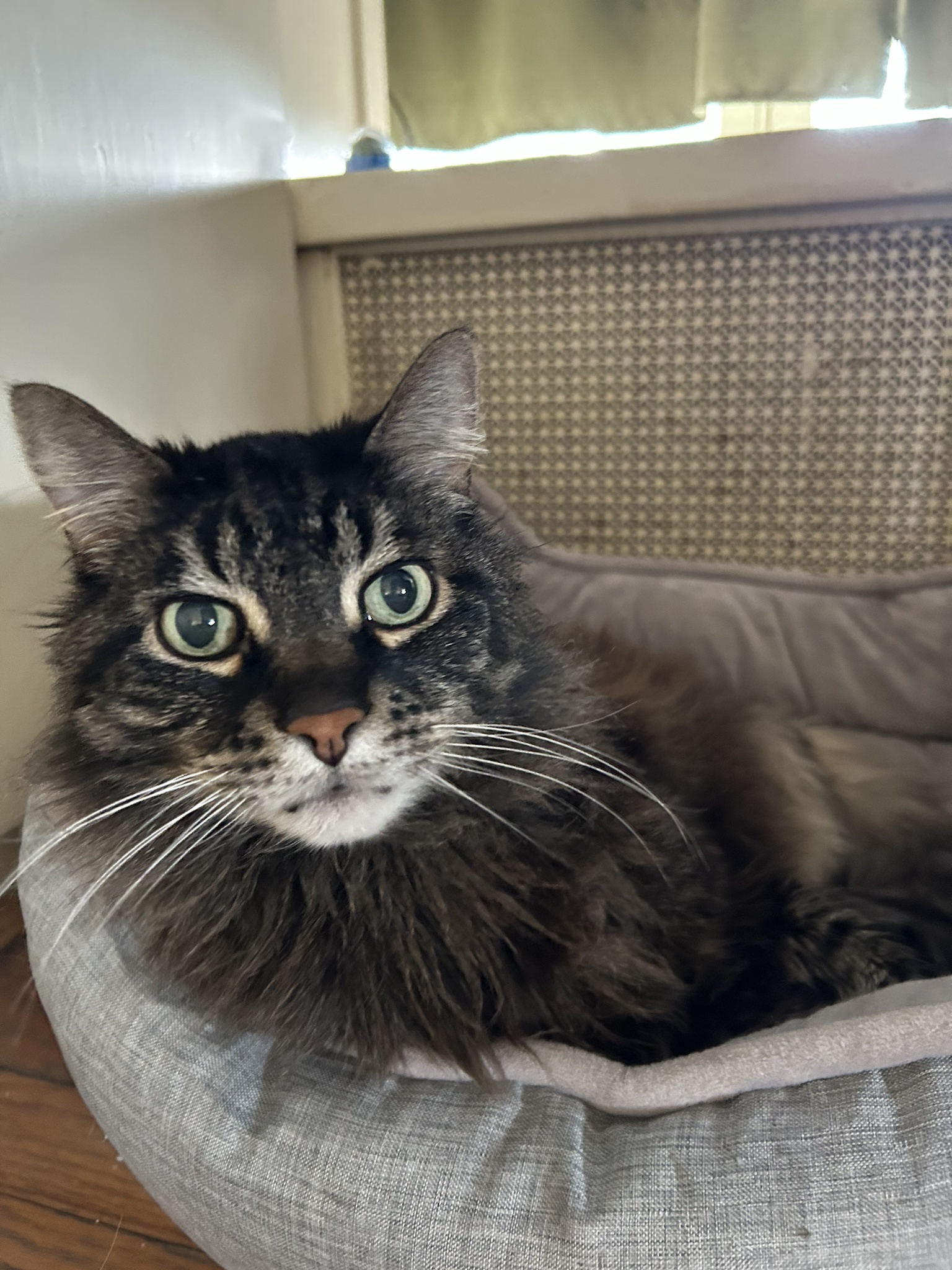 Joey's Favorite Spot: Snuggling by the Radiator