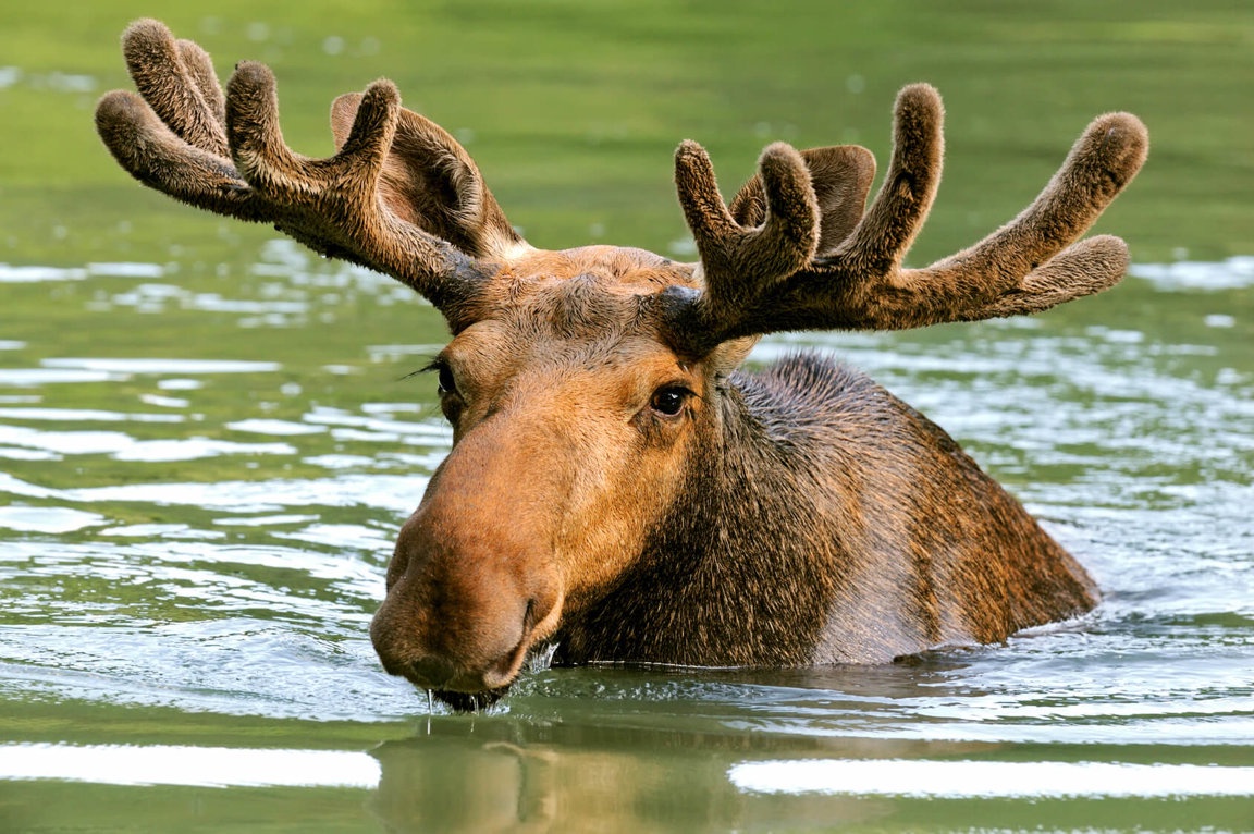 Just a Moose Being a Moose