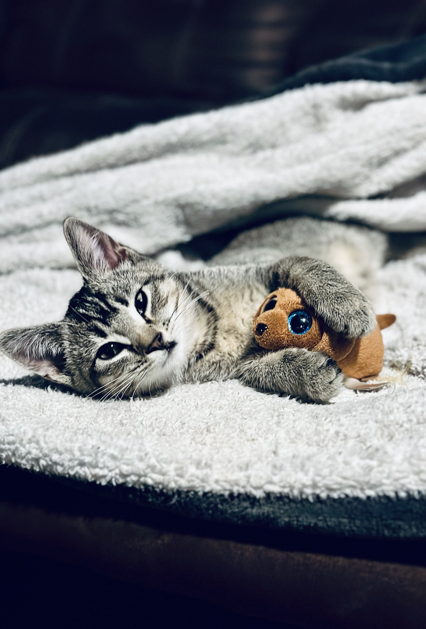 Meet D'Artagnan: The Brave Rescue Kitty