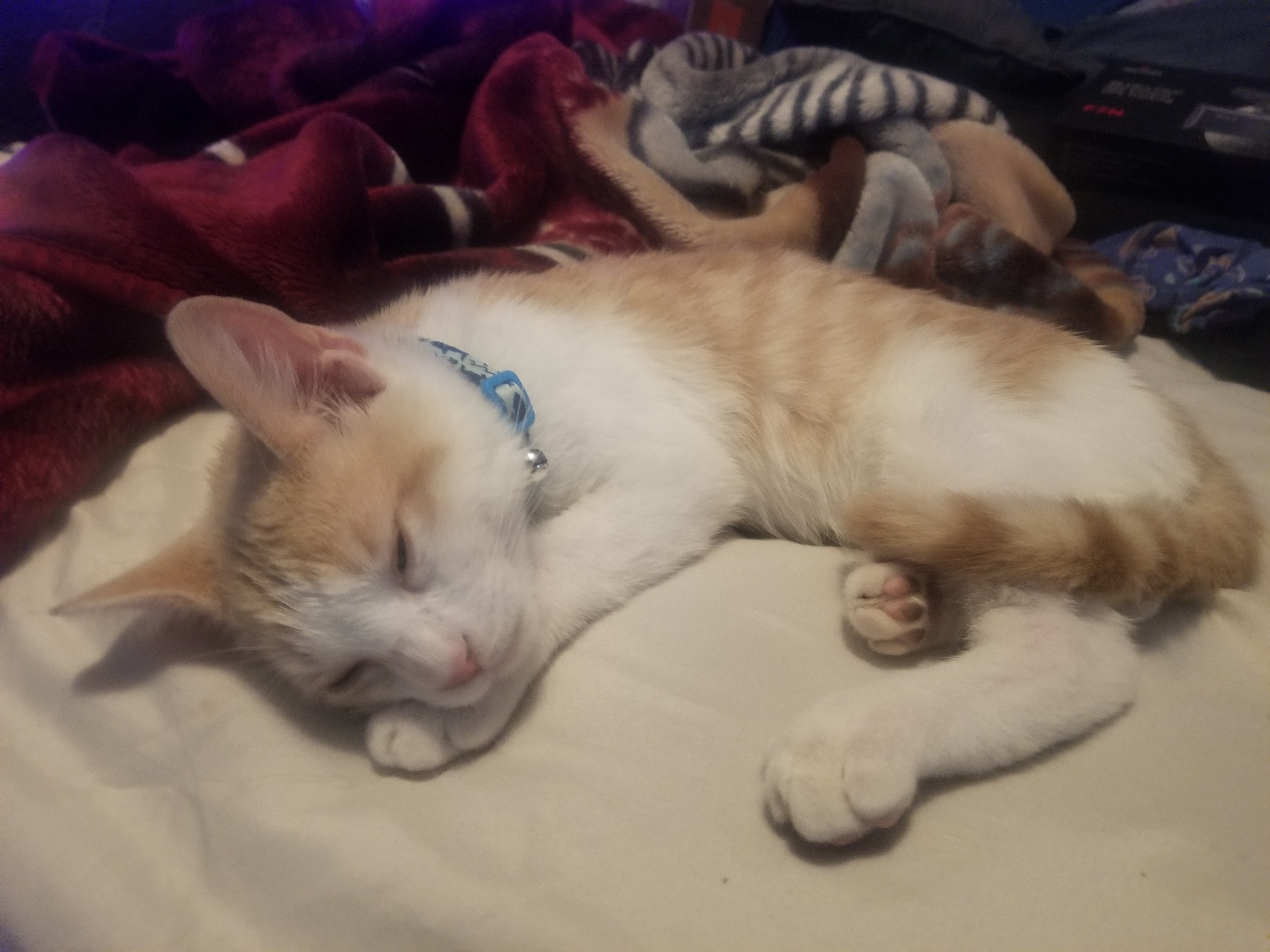 Meet Leo the Kat: The Feline Superstar