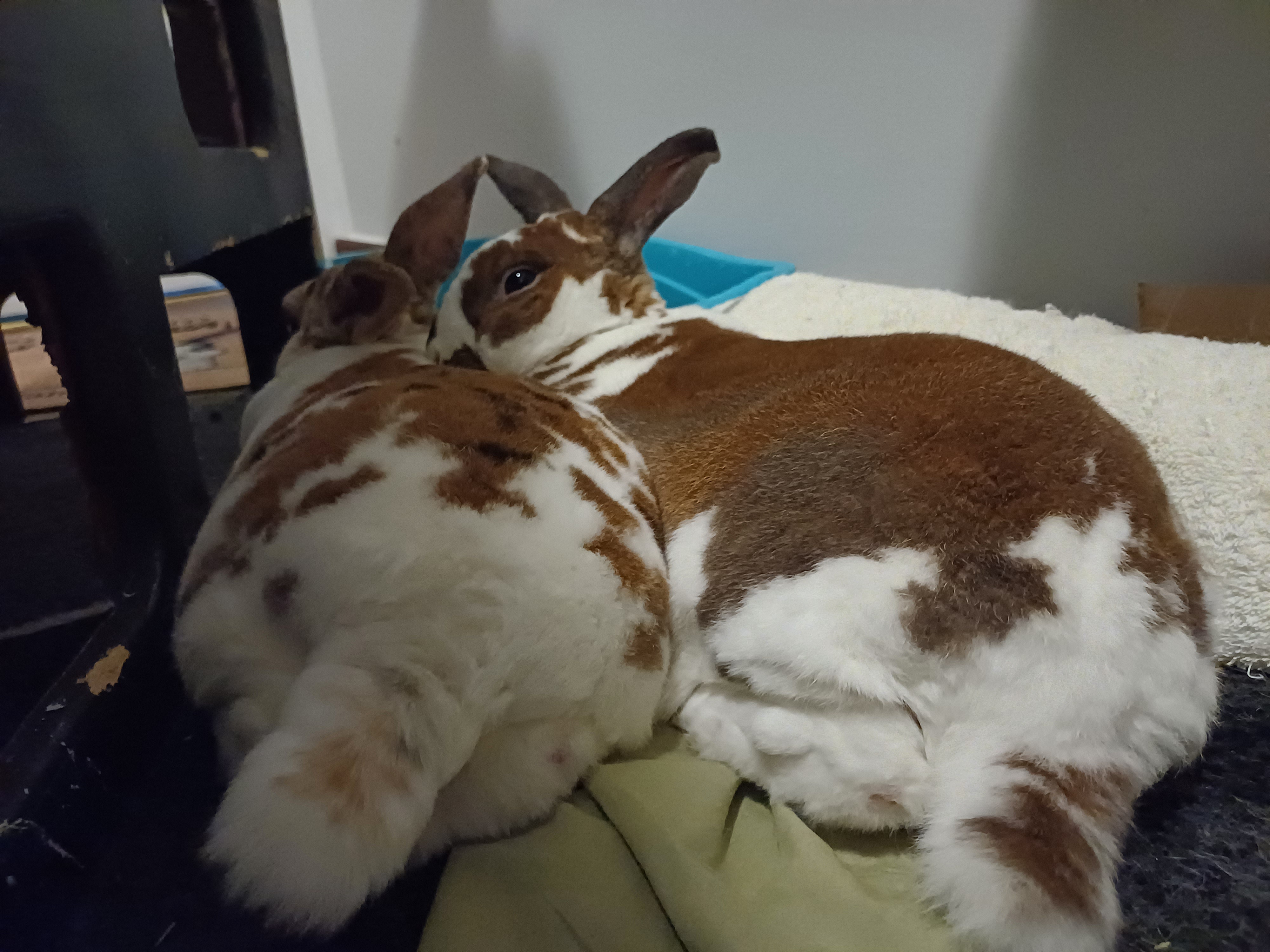 O/B: Just the Buns, Please