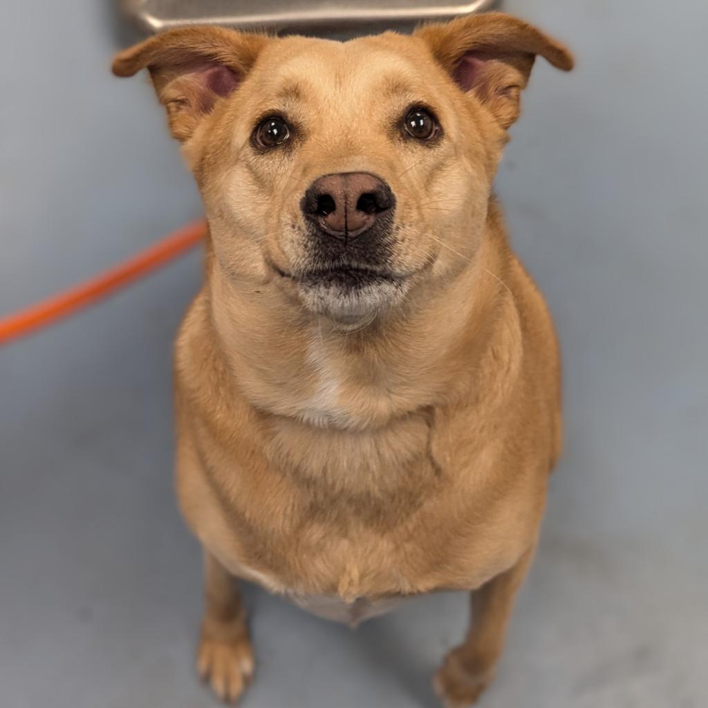 In Honor of Imgur's 16th Birthday, Here Are the Dogs I've Been Walking for My Local Animal Shelter!