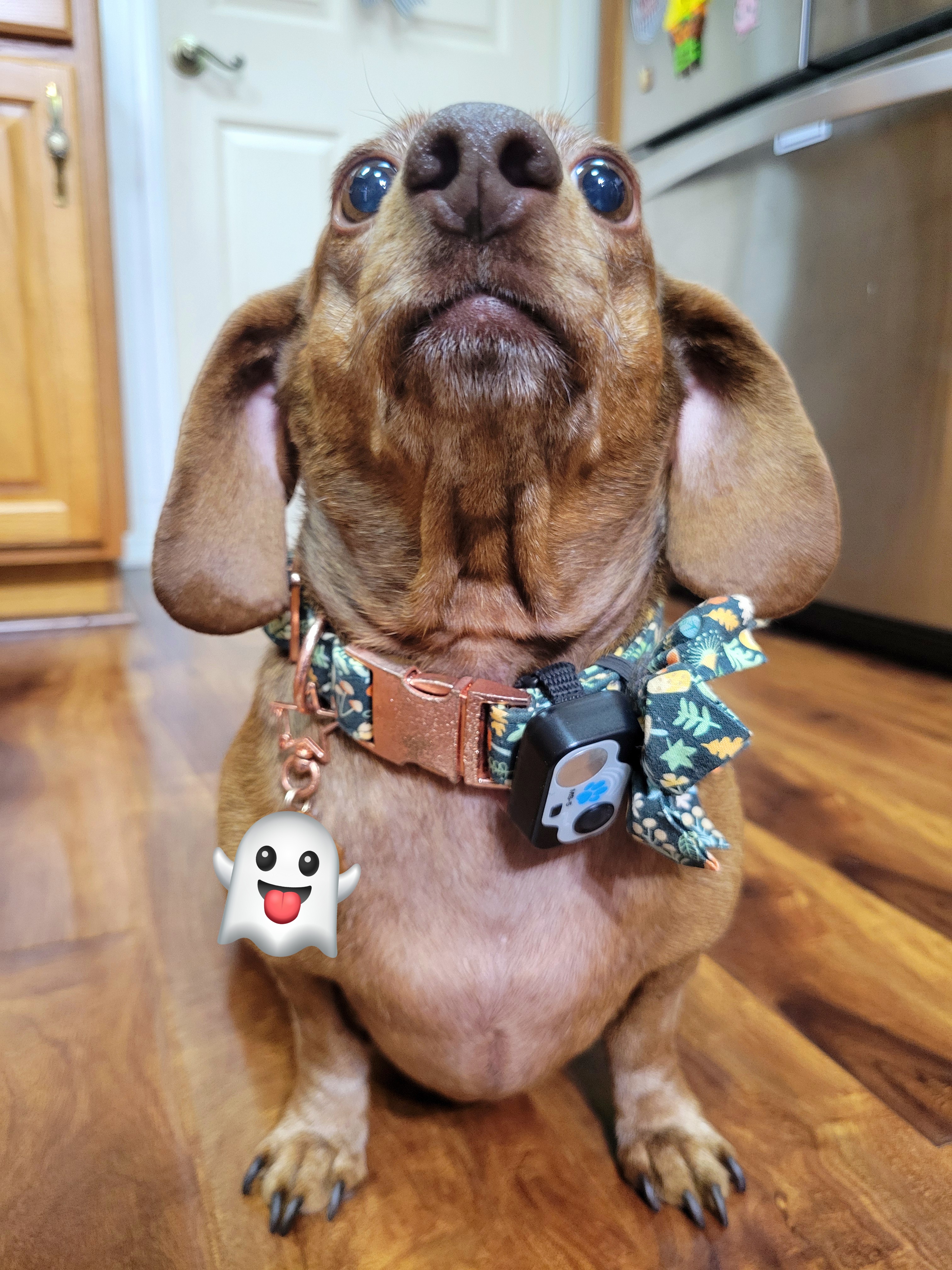 Meet My Adorable Pup Tiger Lilly: Photo #712