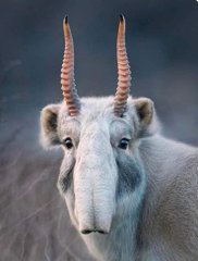 The majestic Saiga Antelope in focus