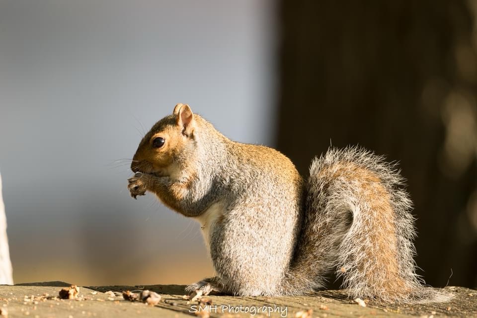 Adorable Chipmunk Alert!