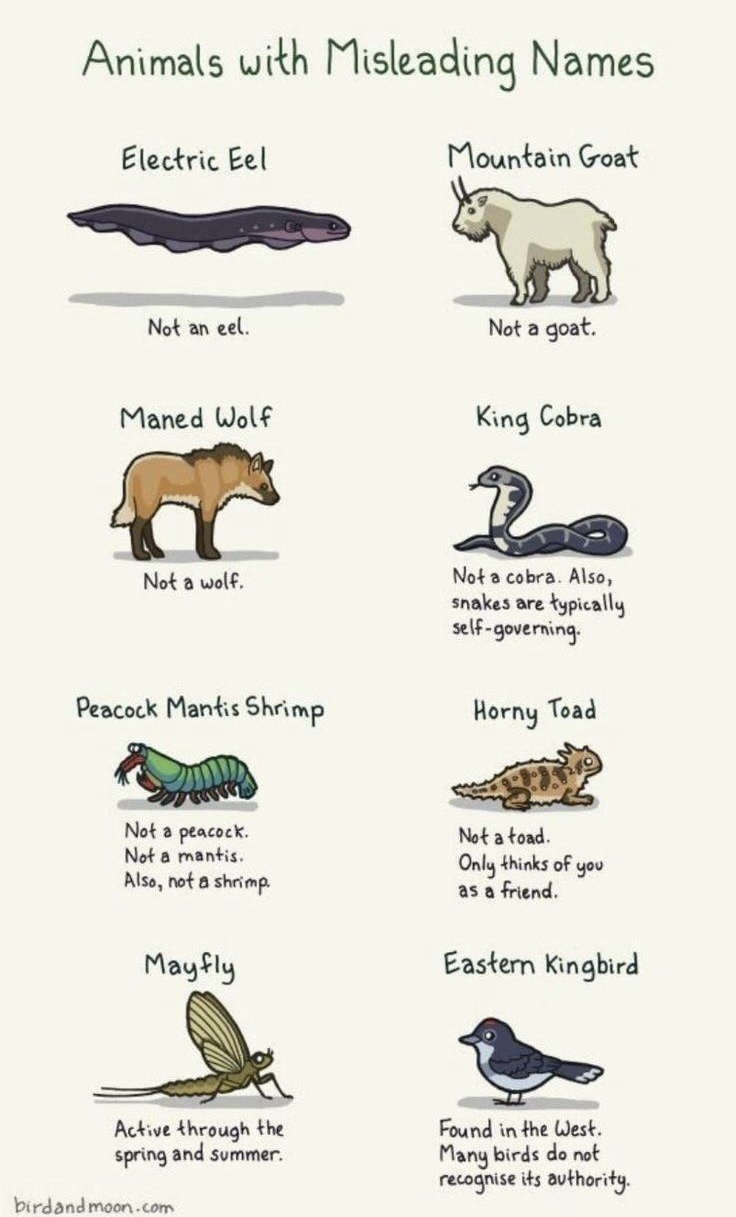 The Truth Behind Animals with Confusing Names