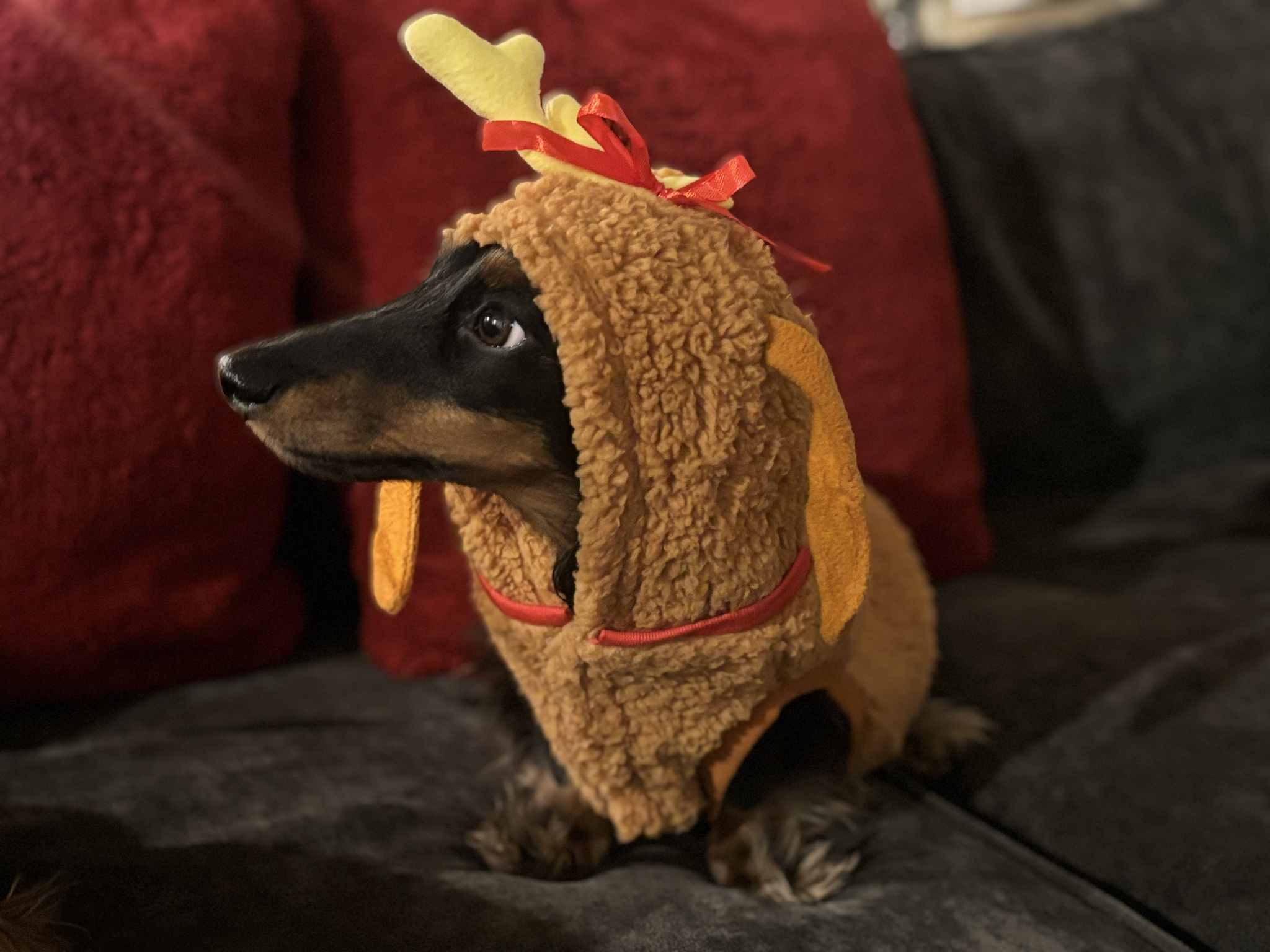 Cozy Comfort: Beowulf in His Adorable Max Pajamas
